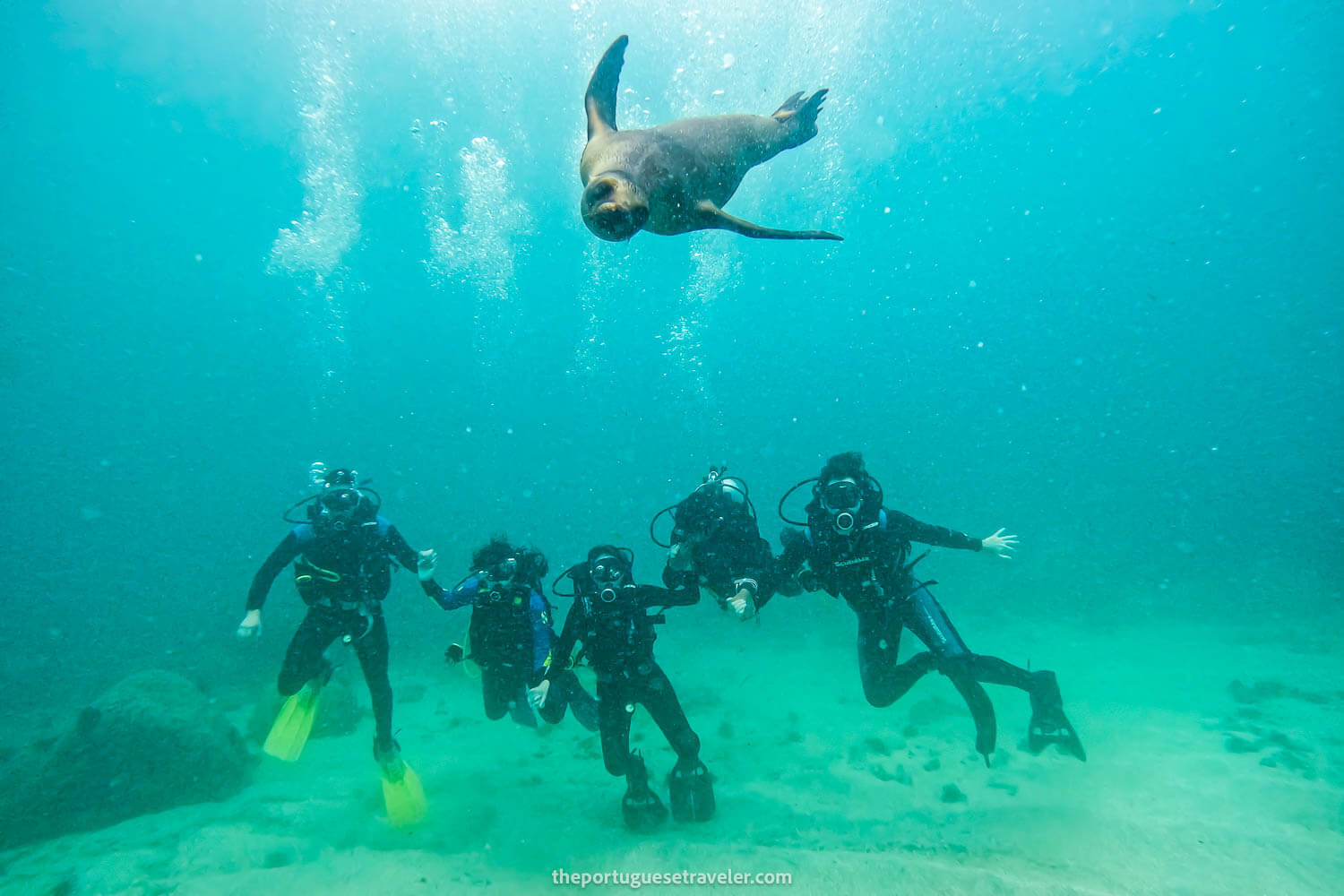 A sea lion photo-bombing the divers in Tijeretas Bay