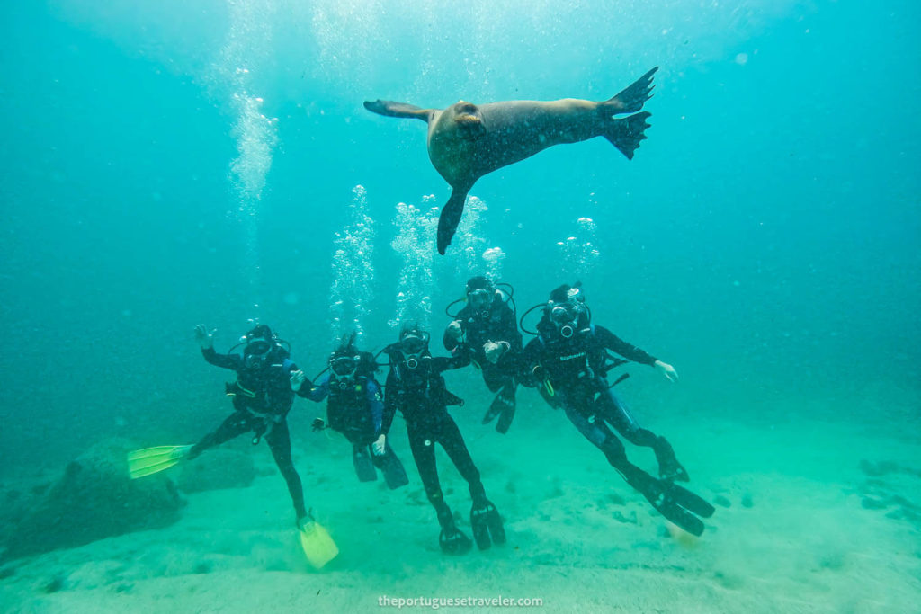 The best sea lion photo bomb ever