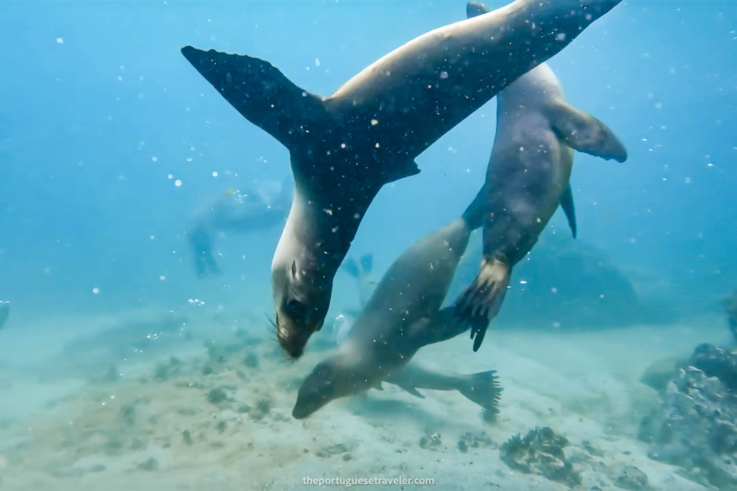 Sea lions at Tijeretas Bay