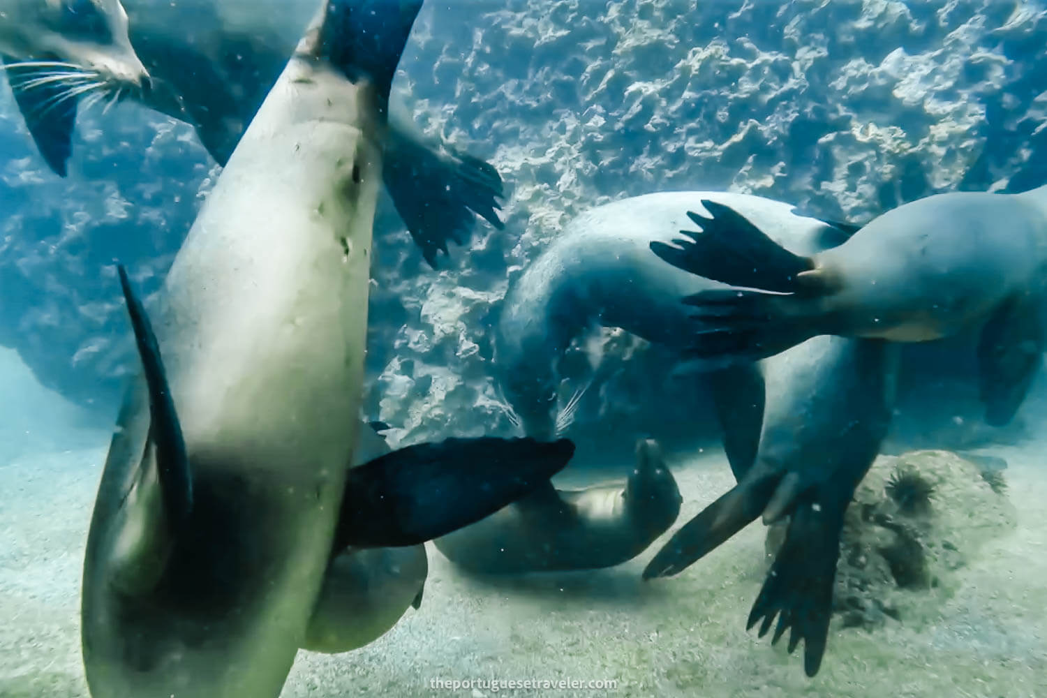 More sea lions in Tijeretas Bay