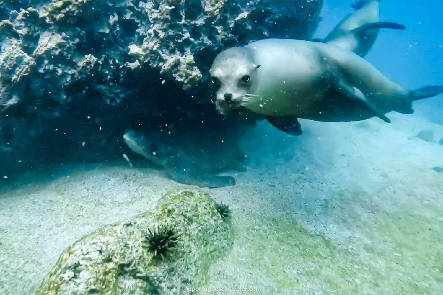 A green turtle and a sea lion at Tijeretas Bay