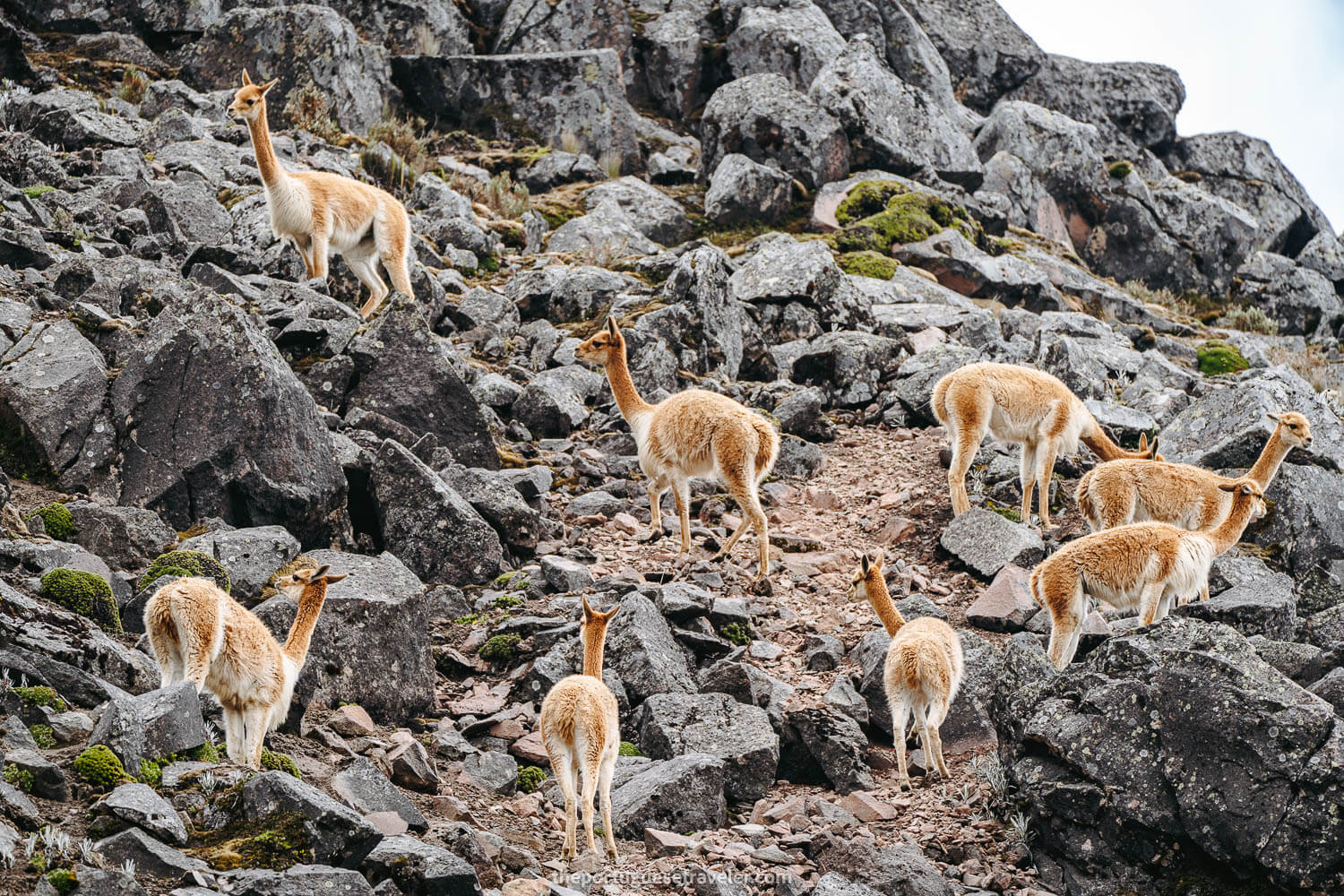Dozens of vicuñas playing around the hills next by