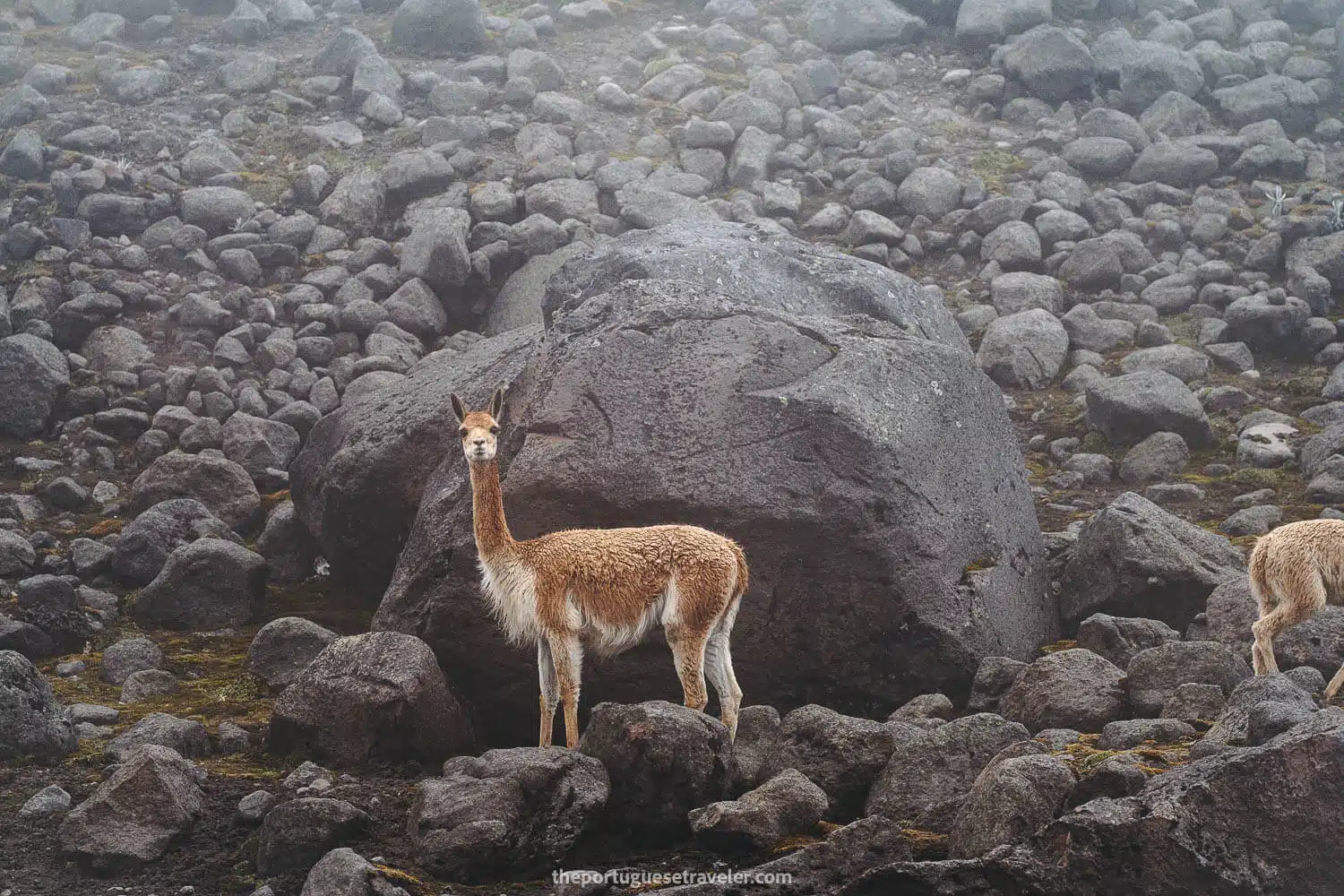 One of many vicunas greeting us too