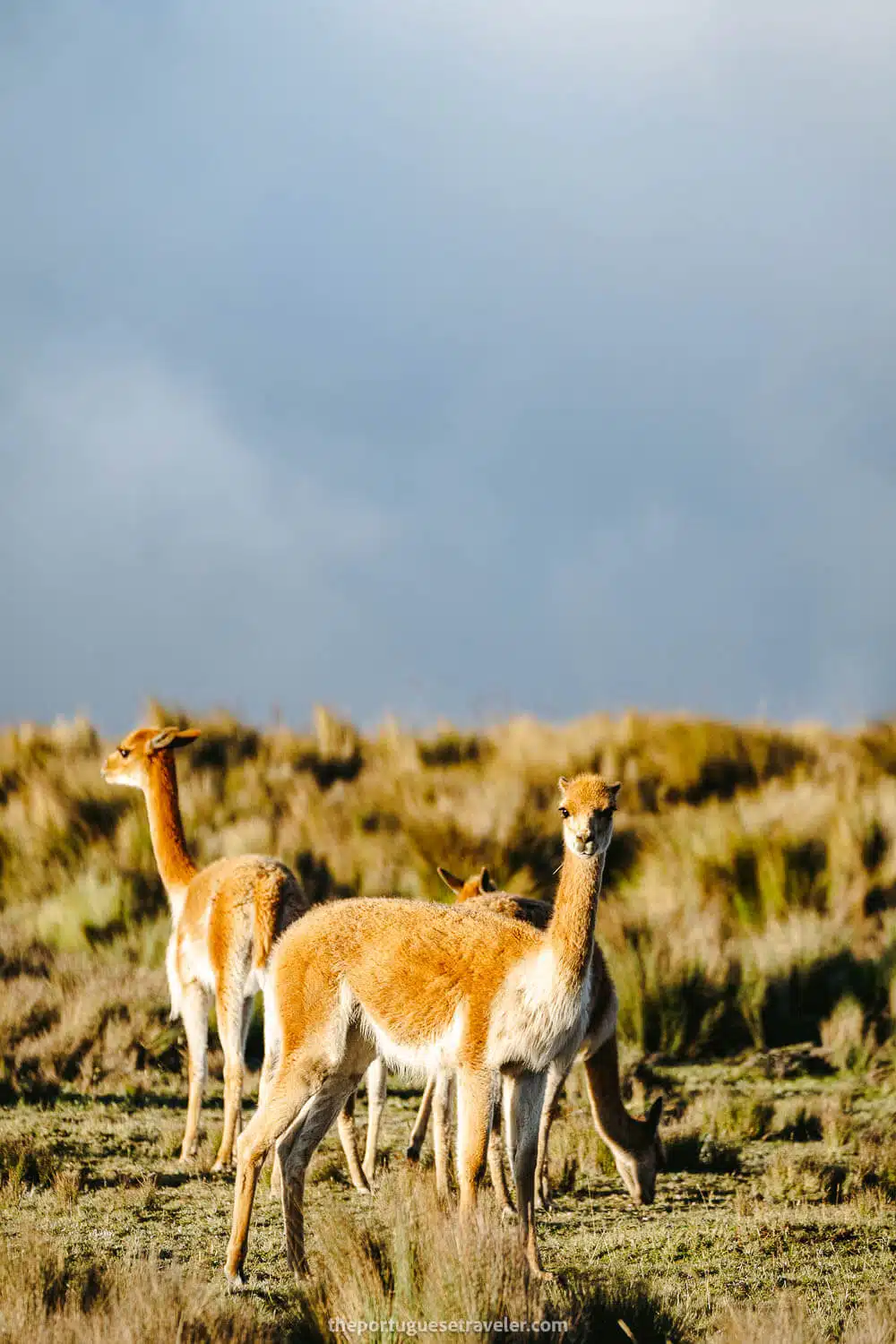 A vicuna looking at us