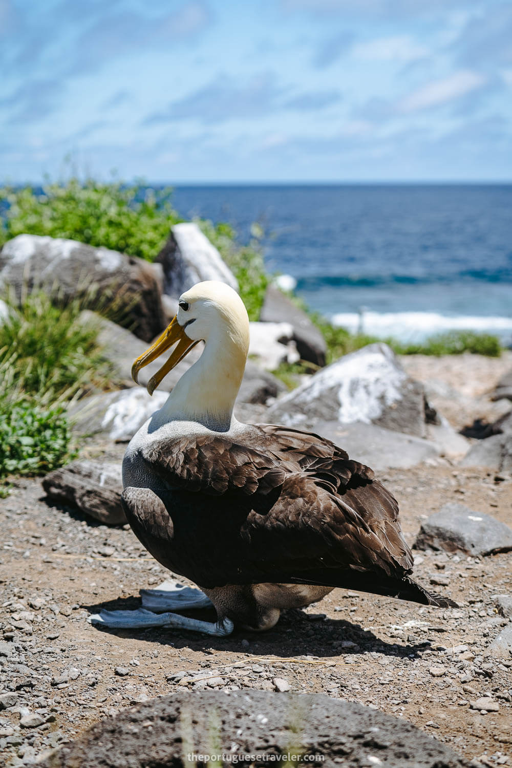 The Waved Albatross with an Egg