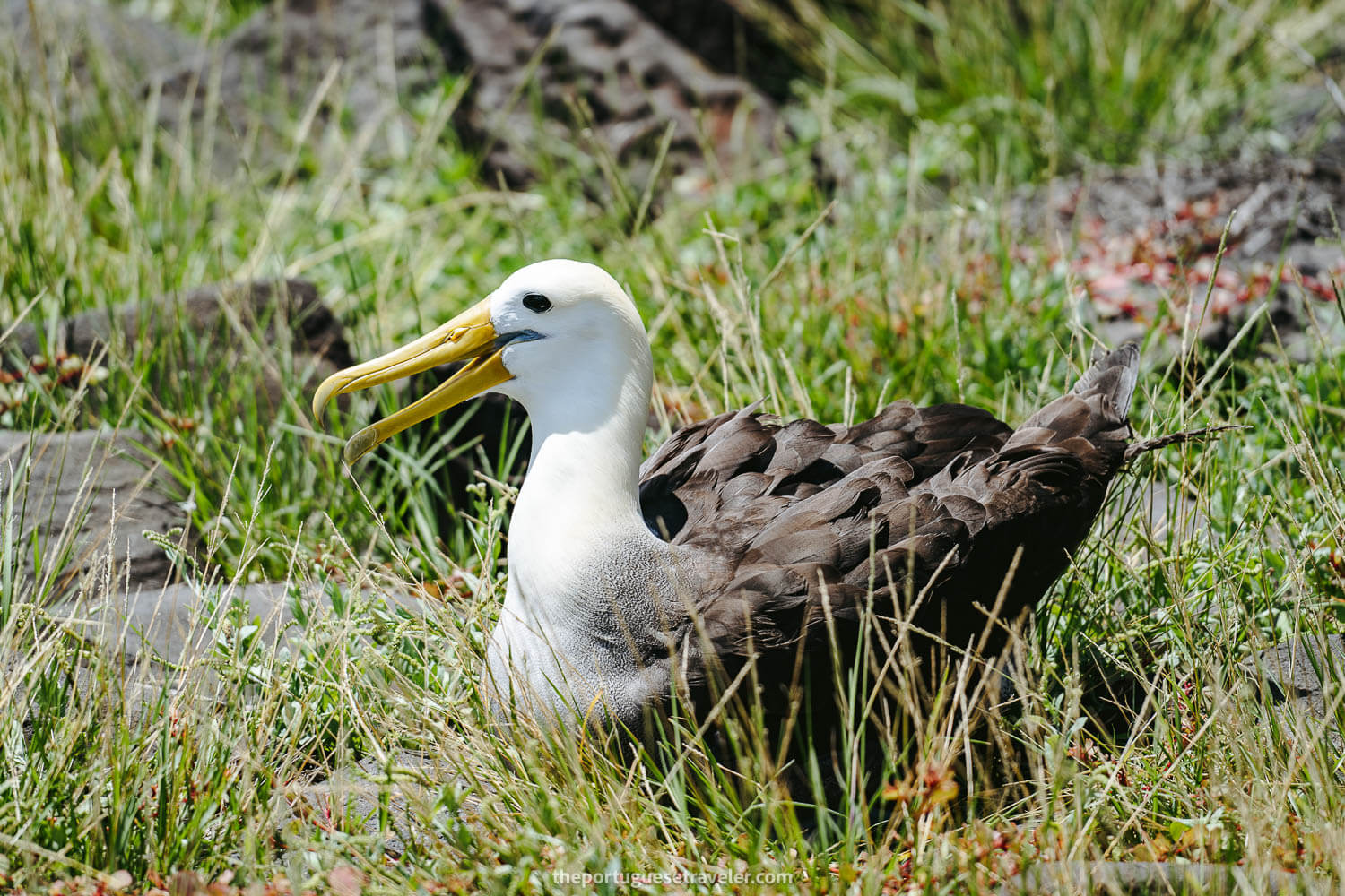 The Waved Albatross in Punta Suarez