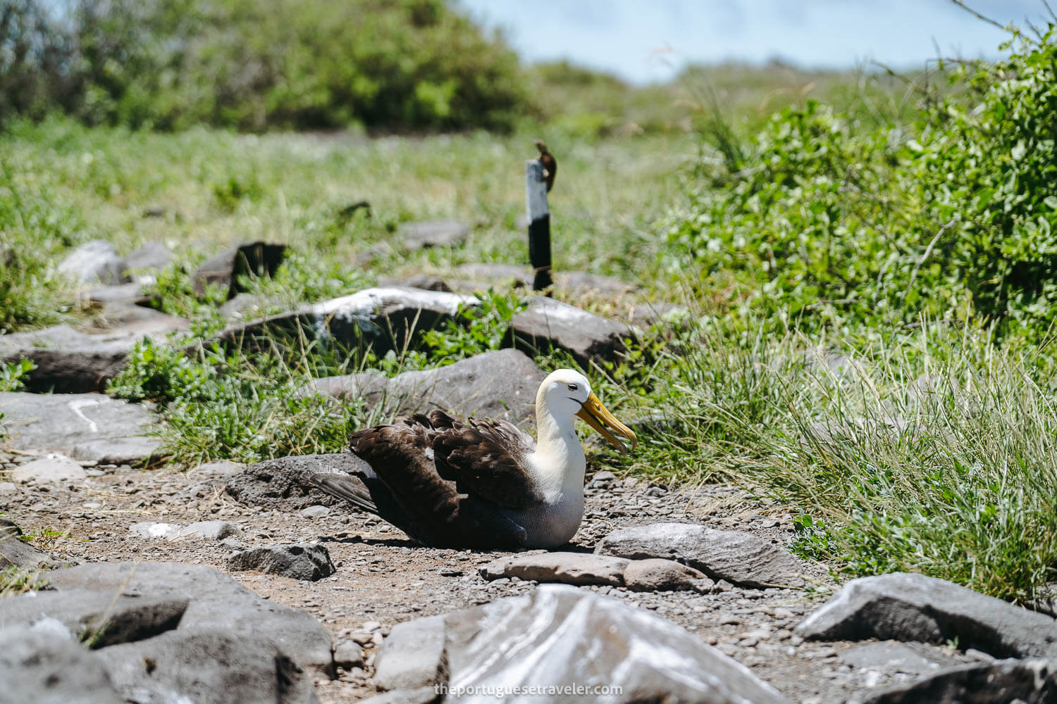 The Waved Albatross in Punta Suarez on the Espanola Island Tour