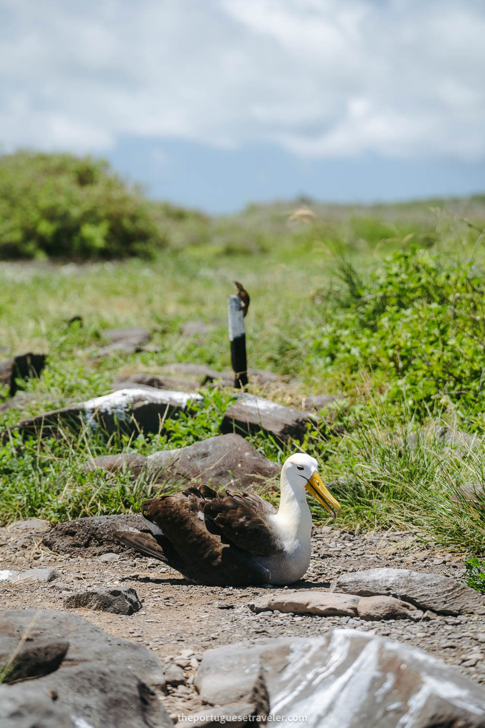 The Waved Albatross with a lava lizard behind