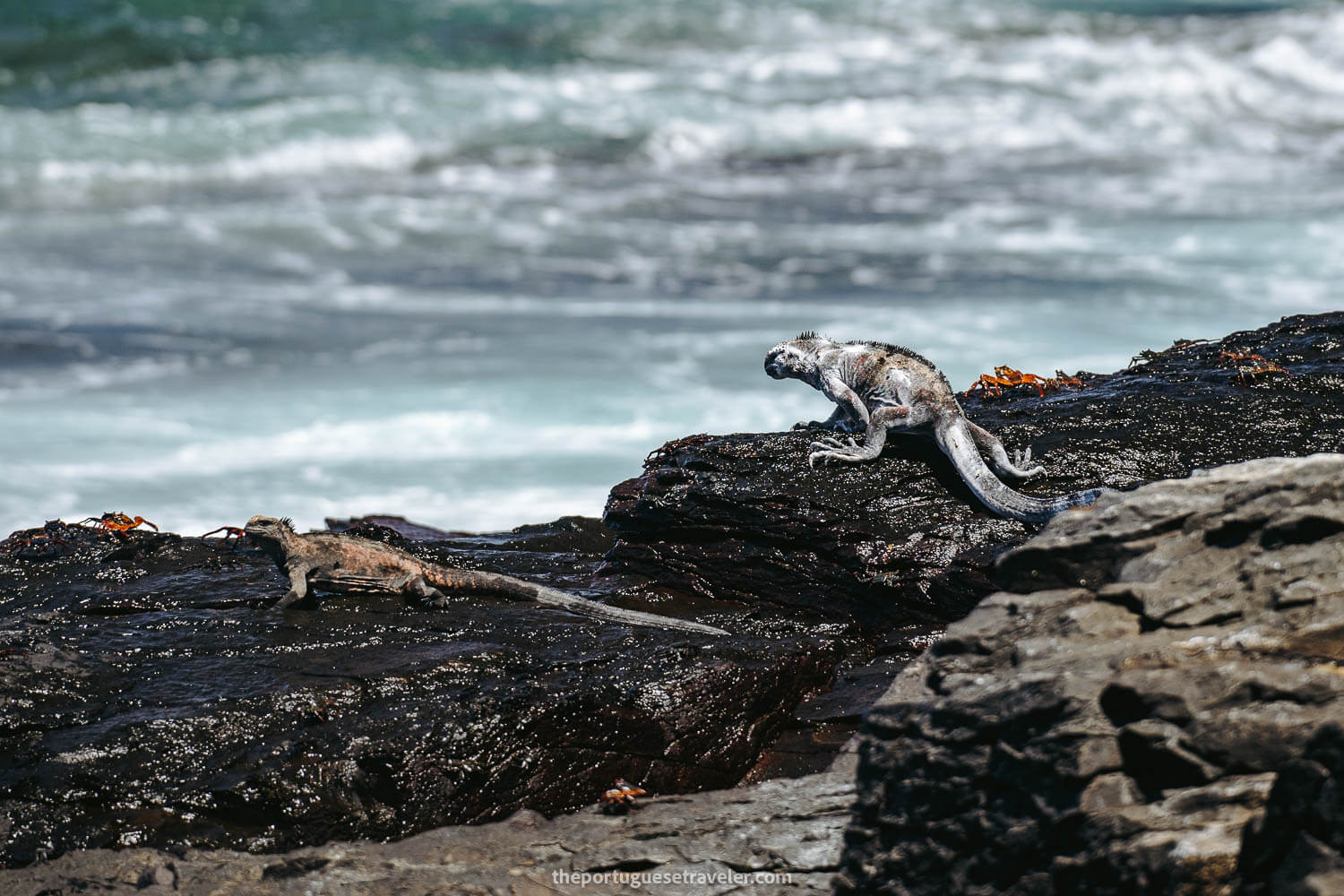 A white "sick" iguana on the Espanola Island Tour