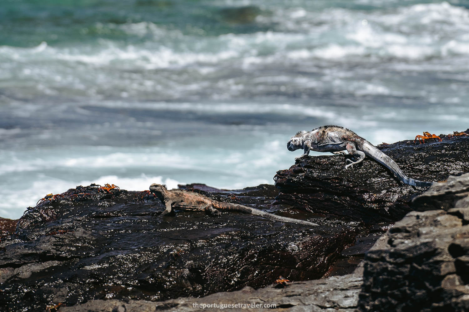 White Iguana in Espanola Island