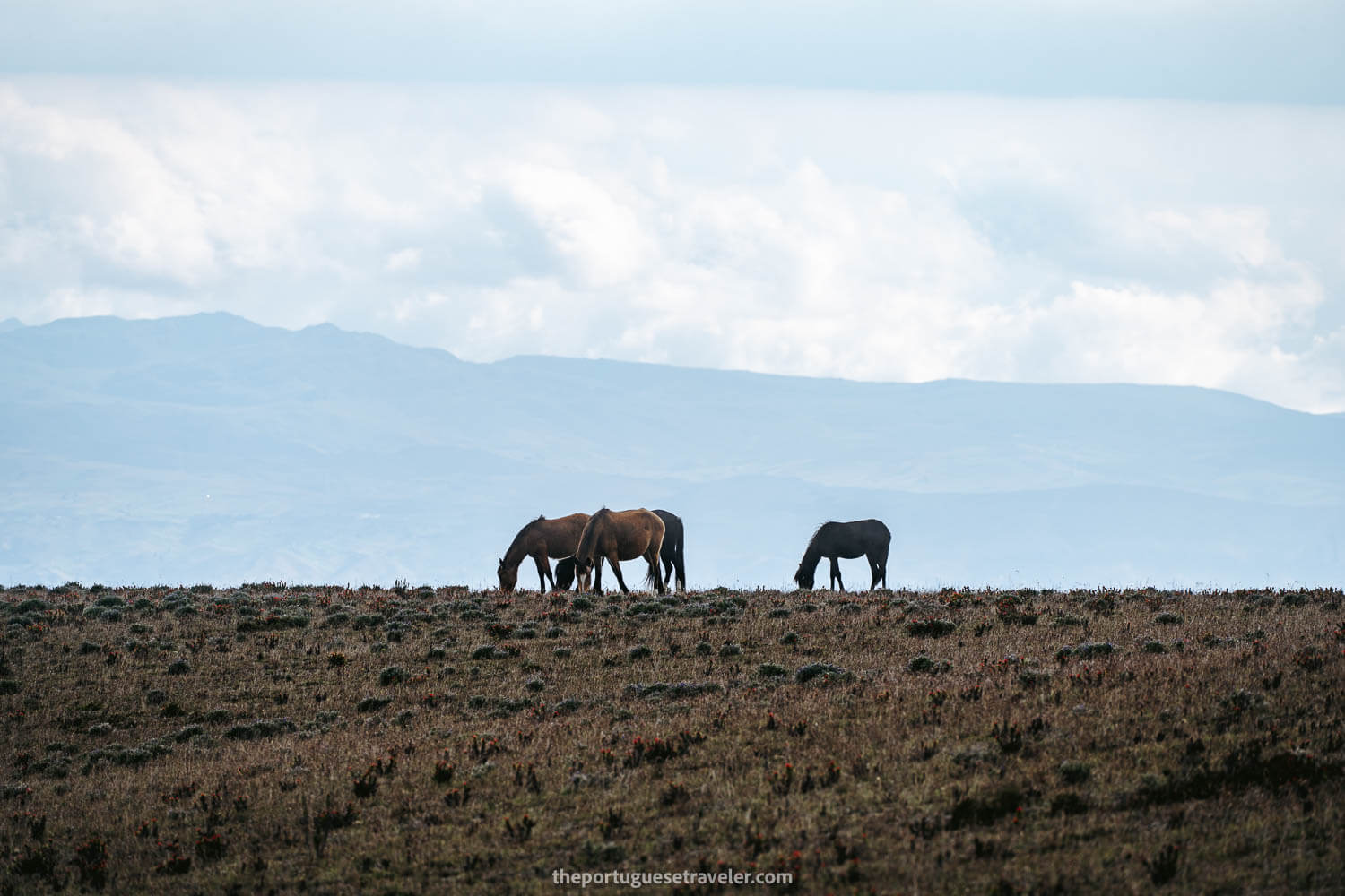 Wild horses on the Cotopaxi National Park