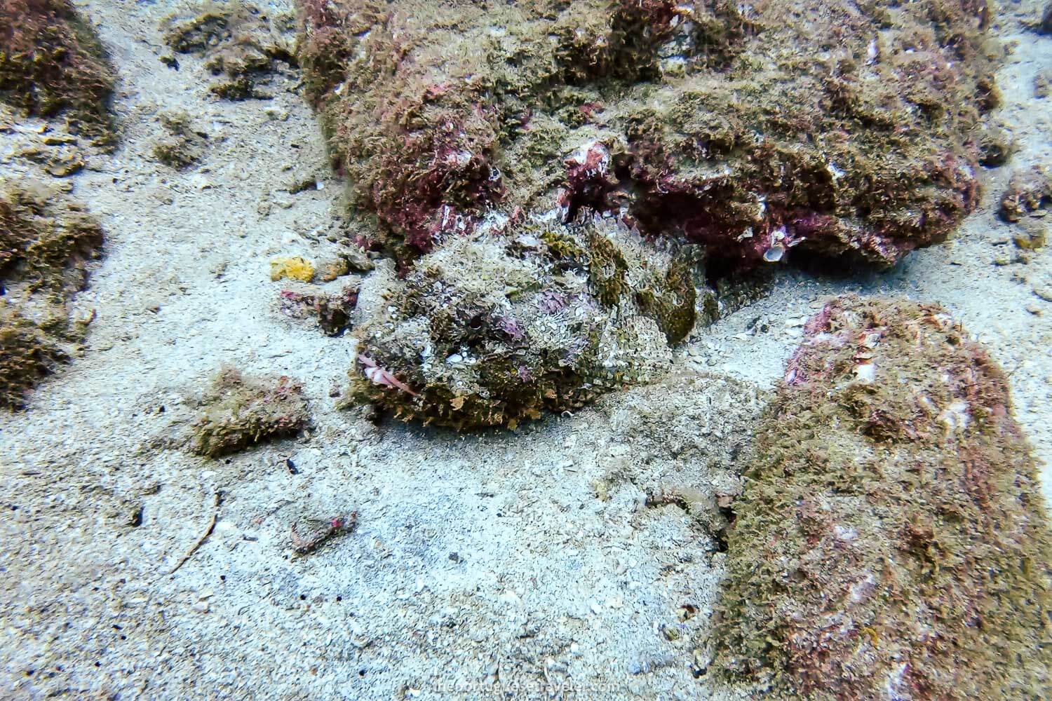 Another Devil Scorpionfish with its tongue out