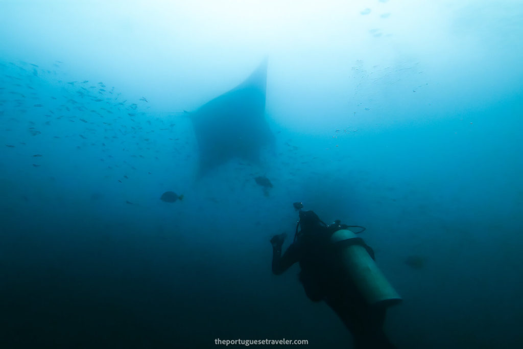 Diving with Giant Manta Rays in Isla de La Plata, Ecuador