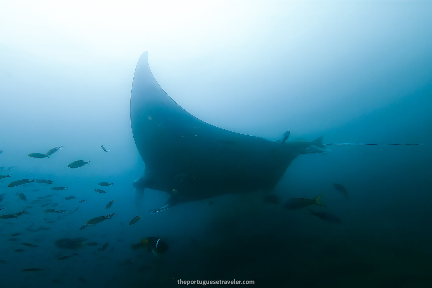 Diving with Giant Manta Rays in Isla de La Plata, Ecuador