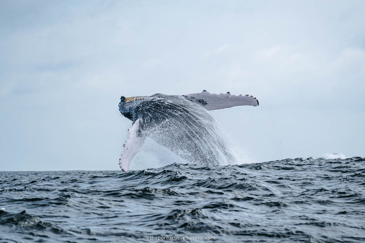 An Humpback Whale Breaching next to Isla de La Plata in Ecuador