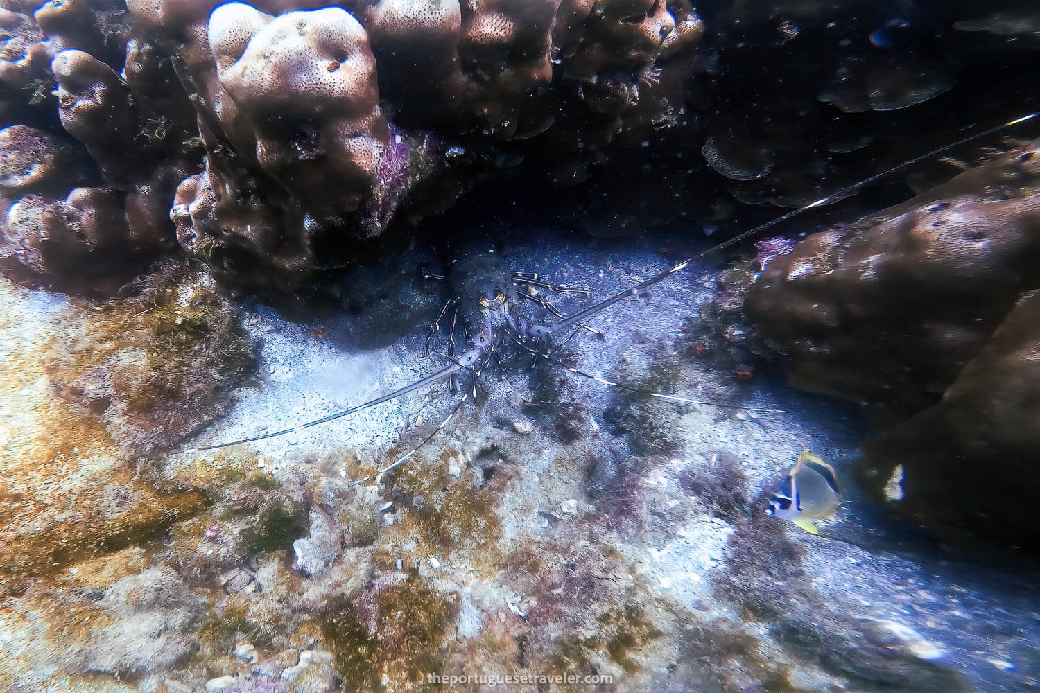 A Lobster on the El Acuario dive