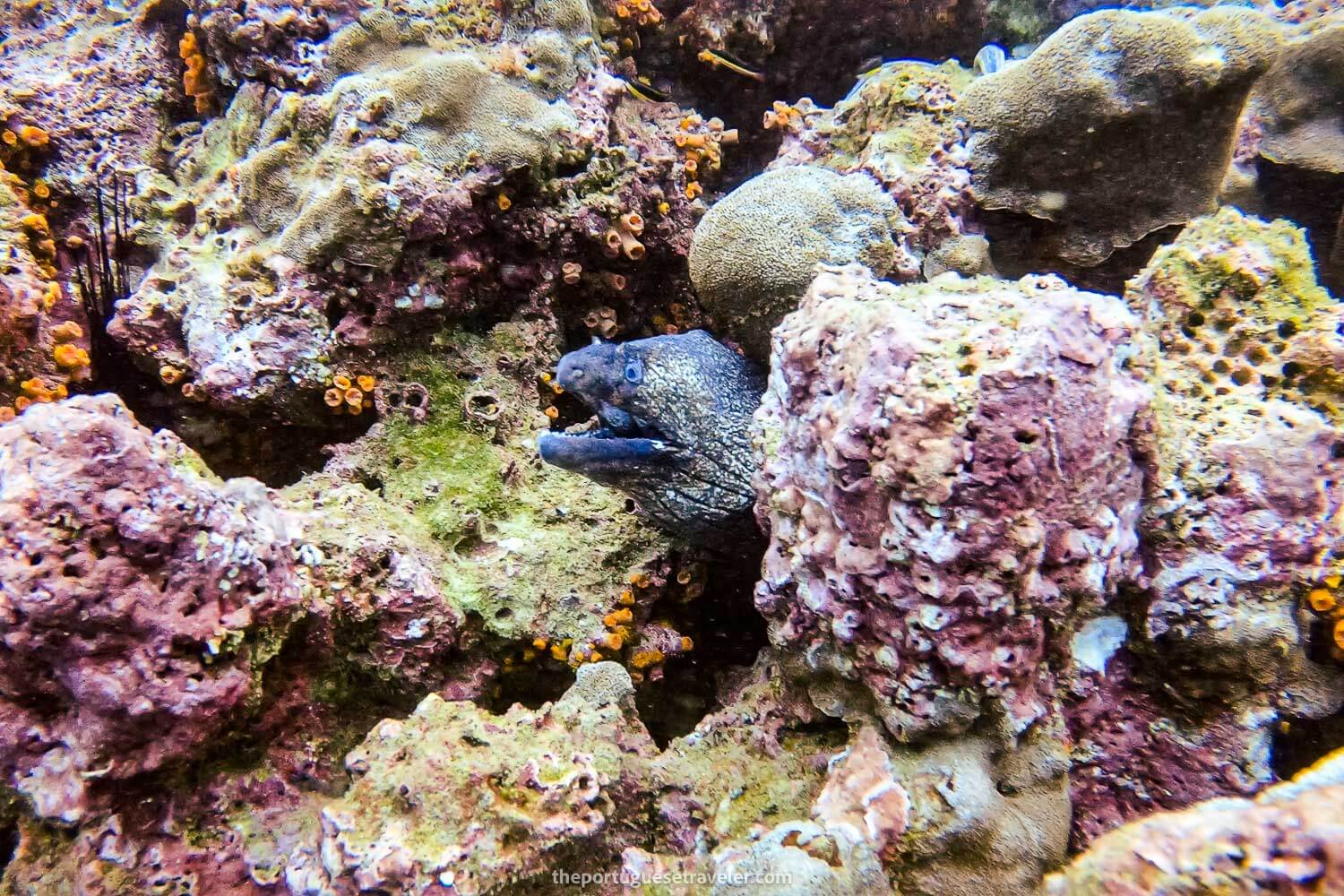 One of the many eels at El Acuario dive site