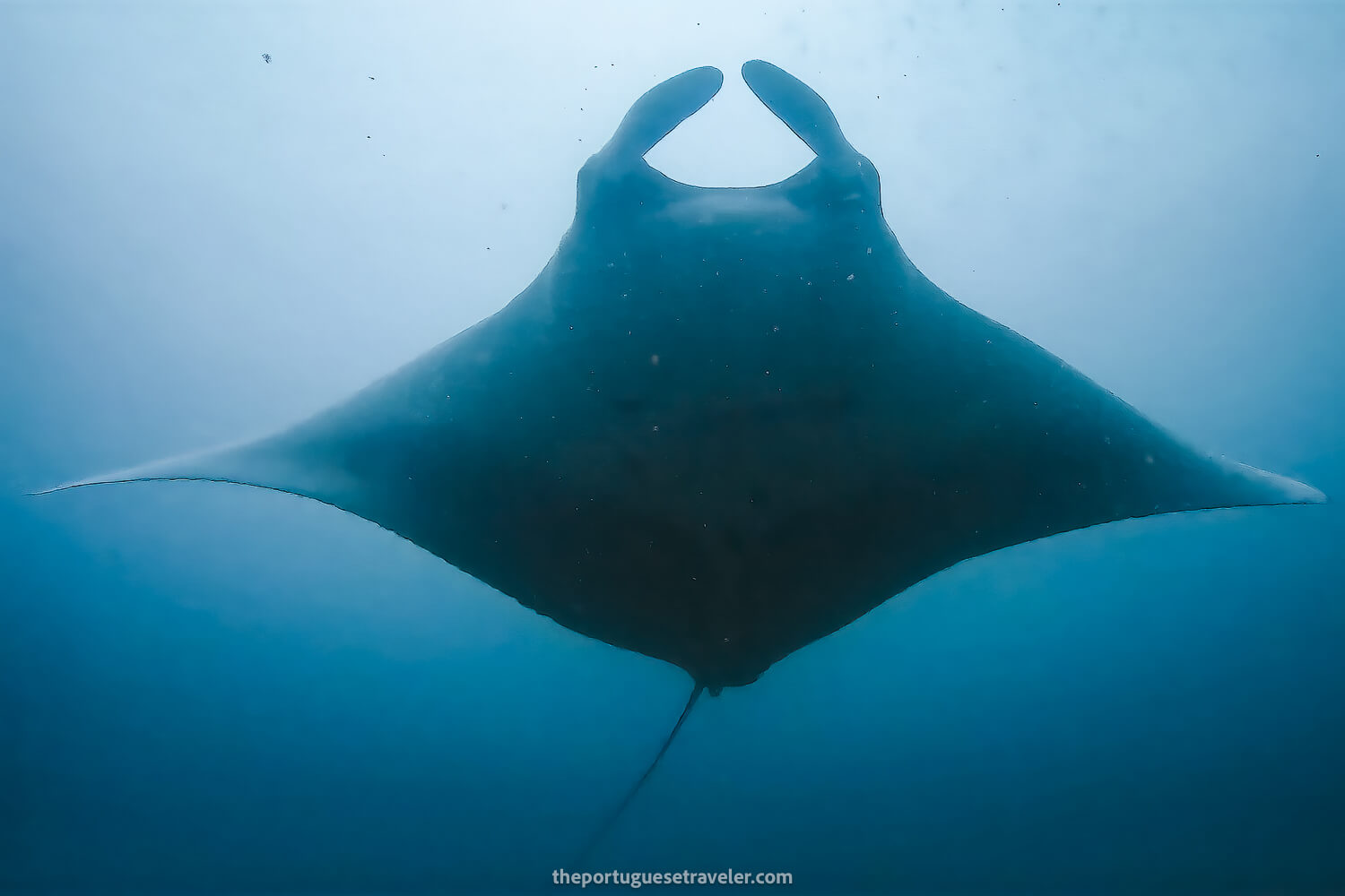An Oceanic Giant Manta Ray