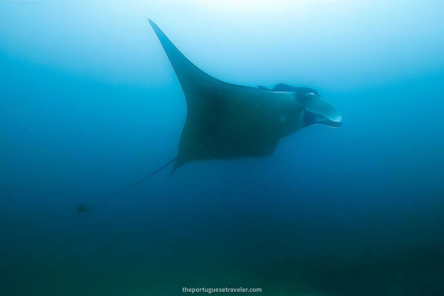 An oceanic giant manta ray
