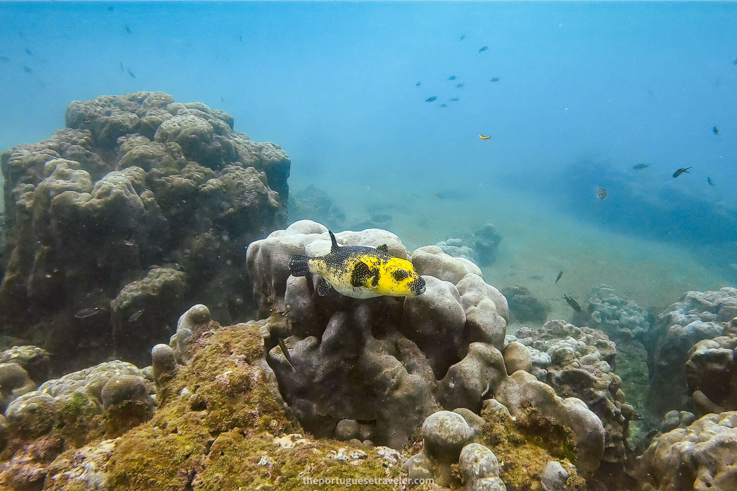 A yellow pufferfish on the first dive