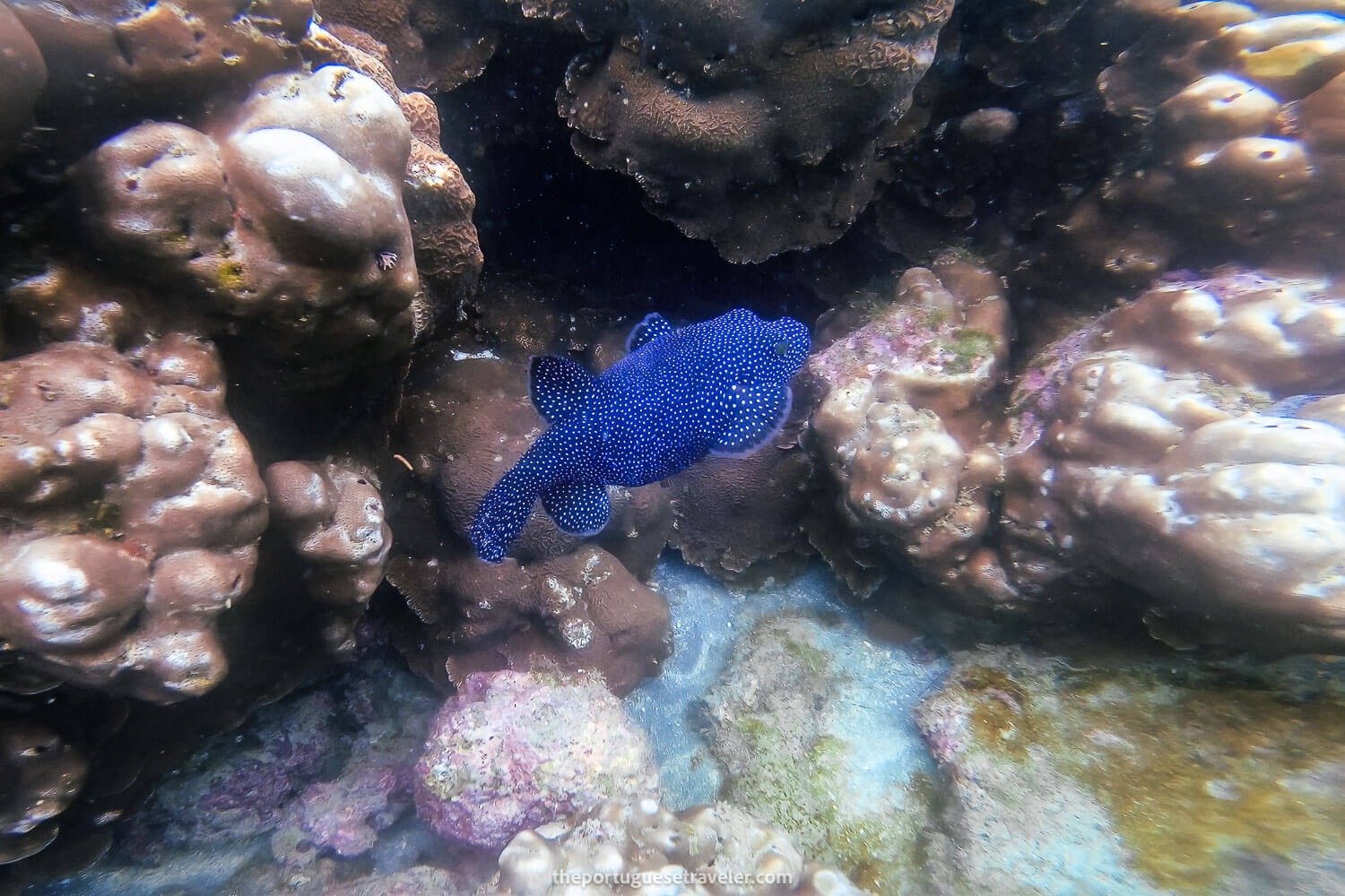A blue pufferfish on the second dive