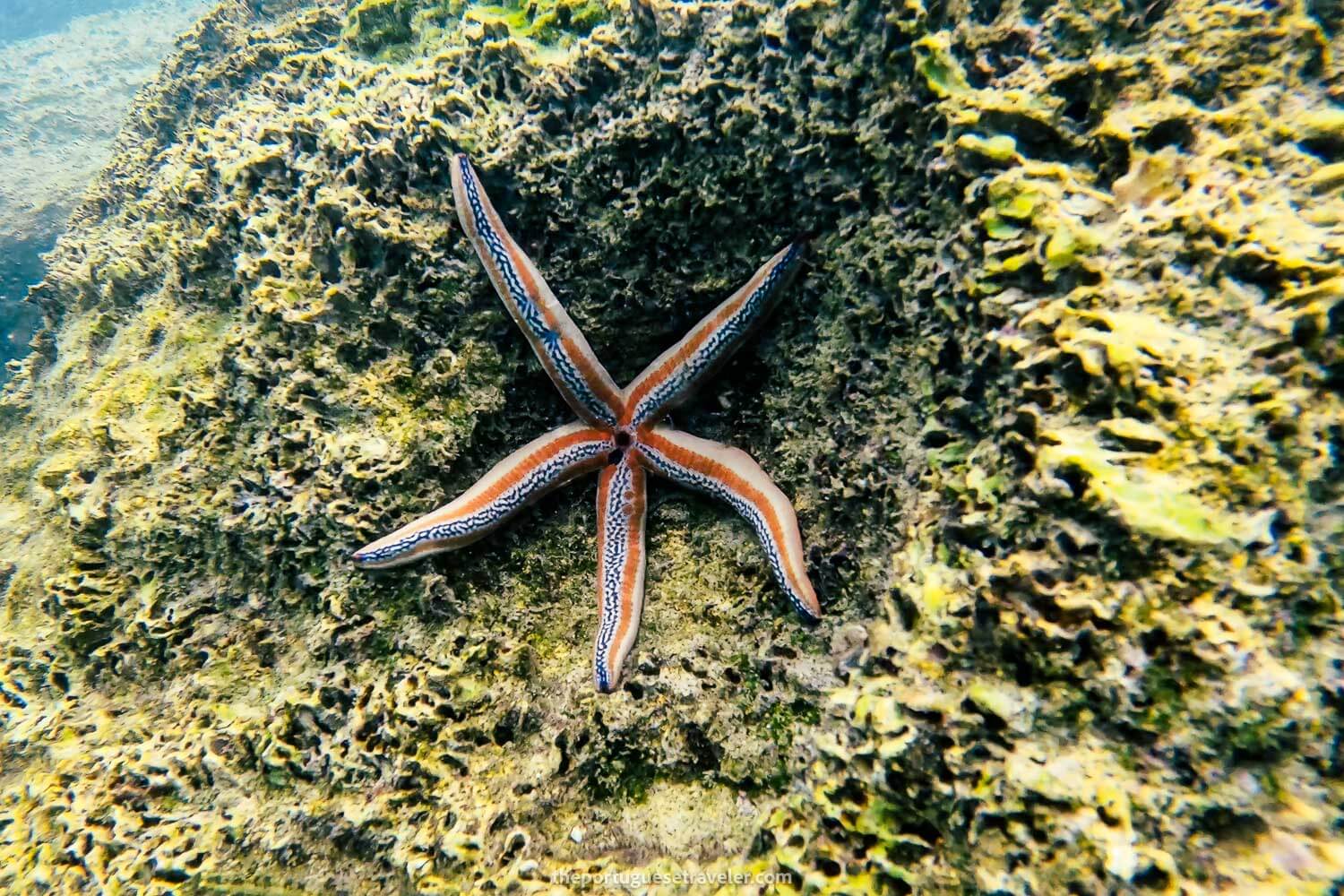 A Starfish at Isla de La Plata