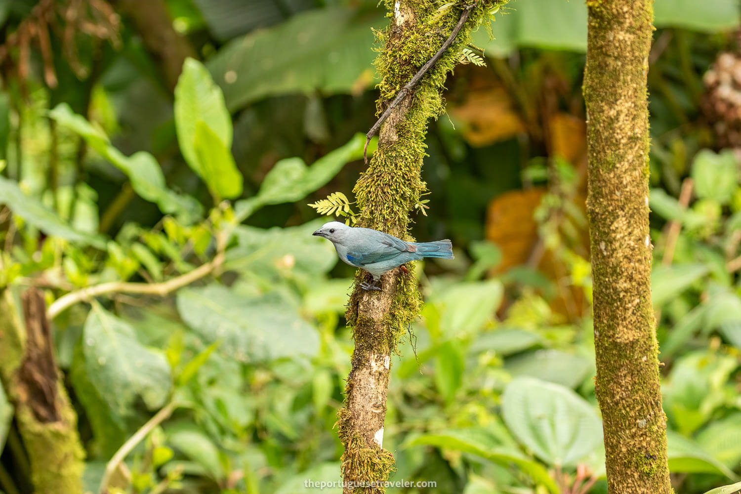 A Blue Gray Tanager
