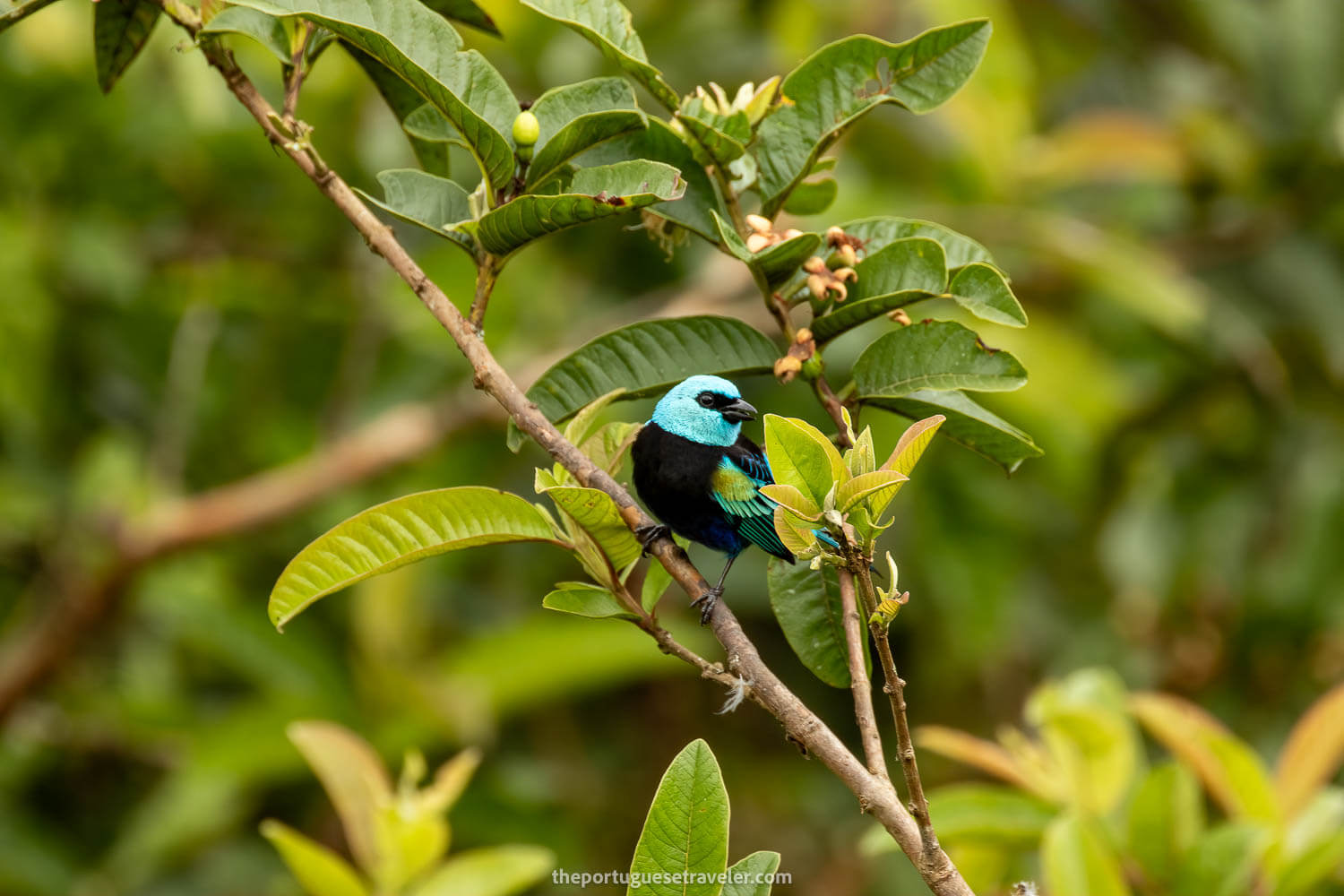 A Blue Necked Tanager on the Birdwatching Tour in Mindo