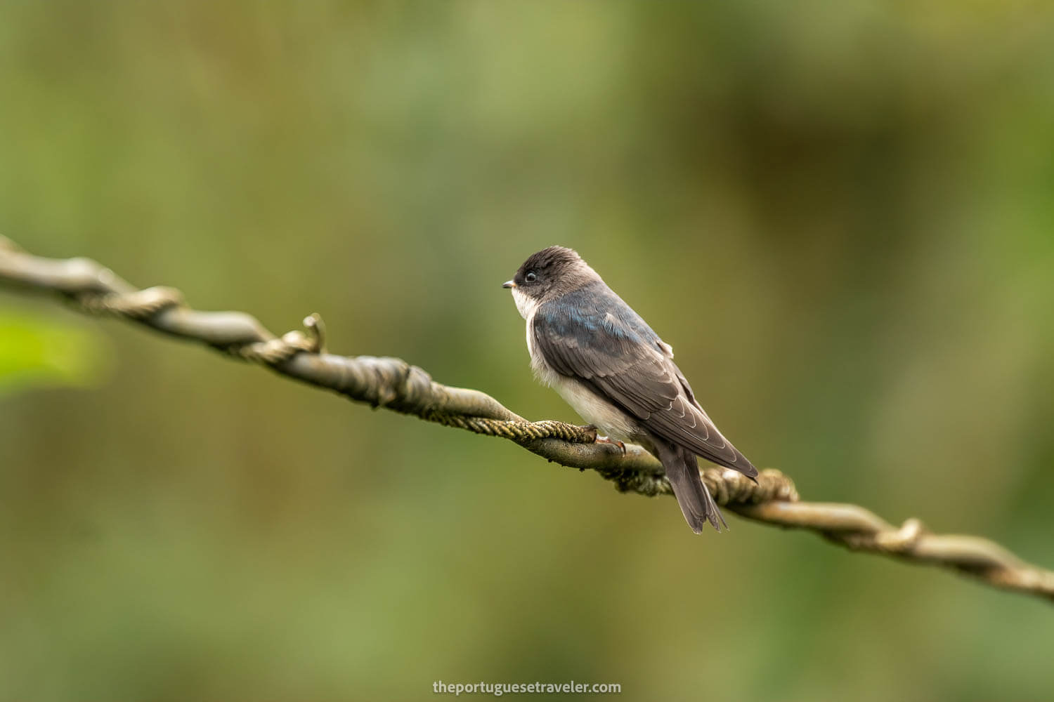 A Brown Bellied Swallow on the Birdwatching Tour in Mindo