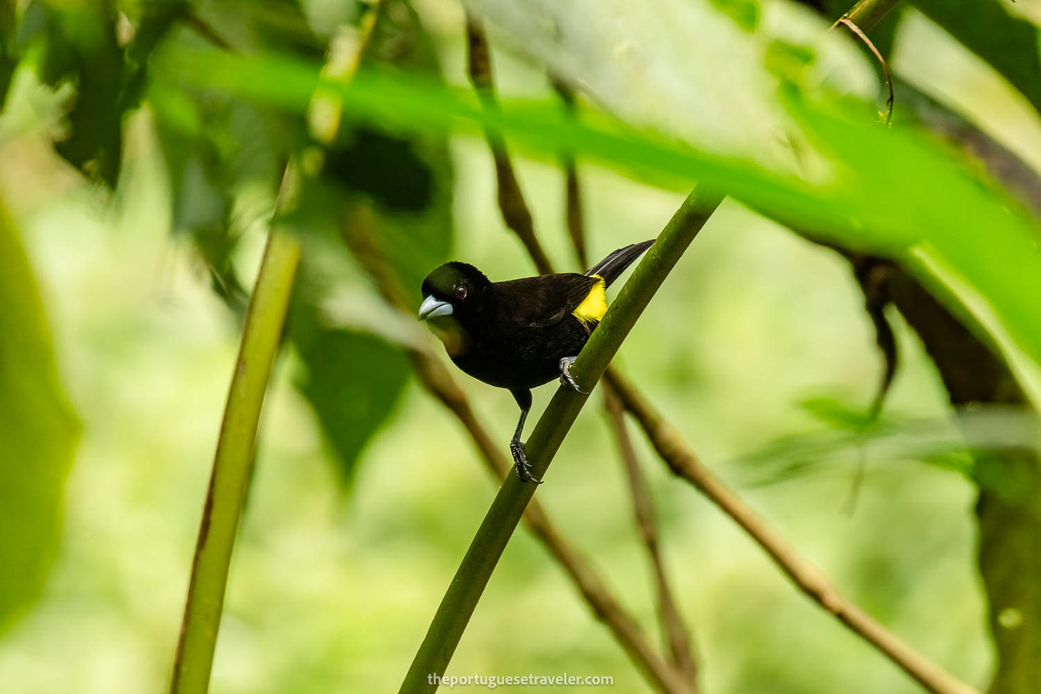 A Flame Rumped Tanager