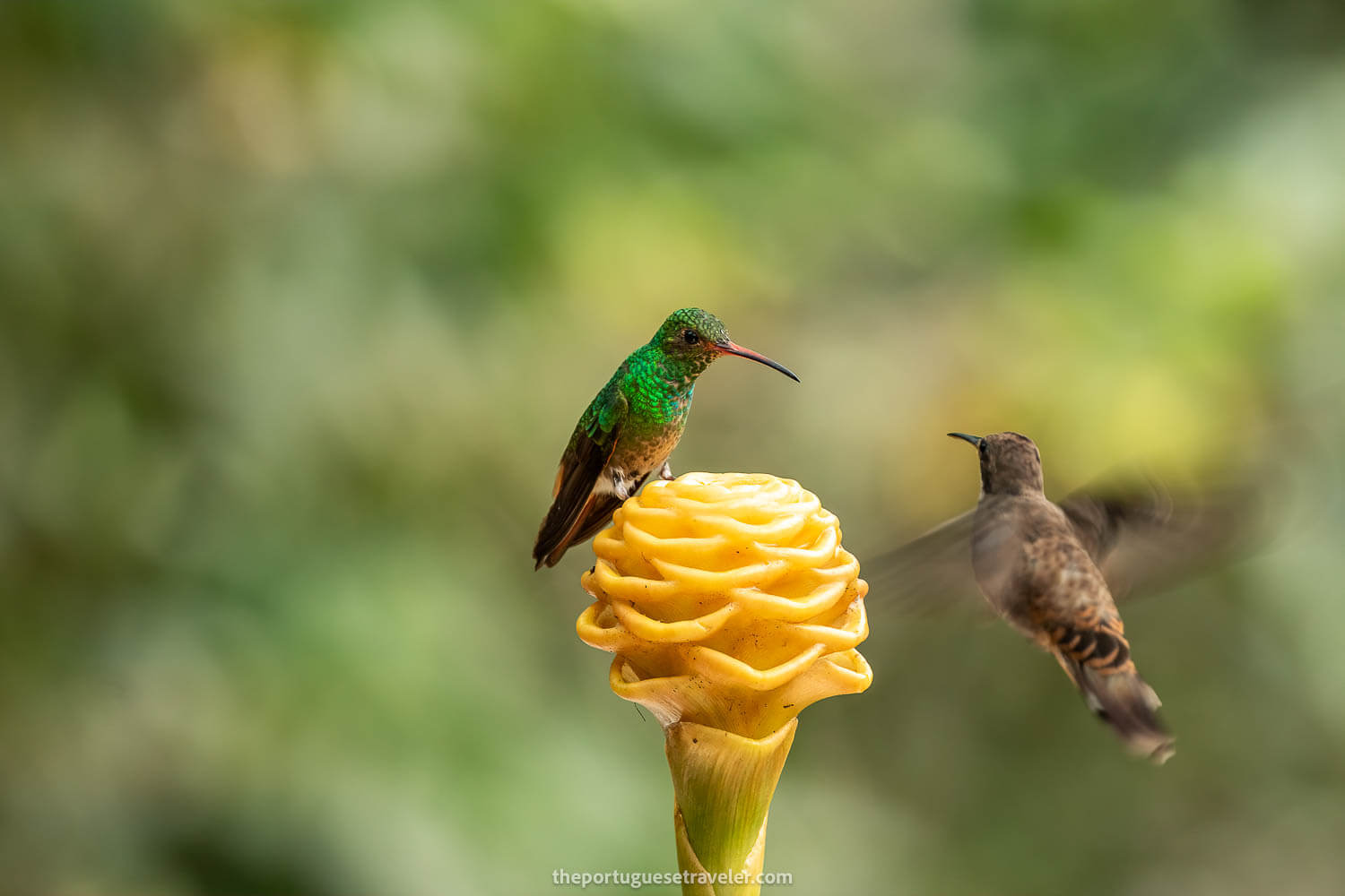 A Giant Hummingbird and a Rufous Tailed Hummingbird