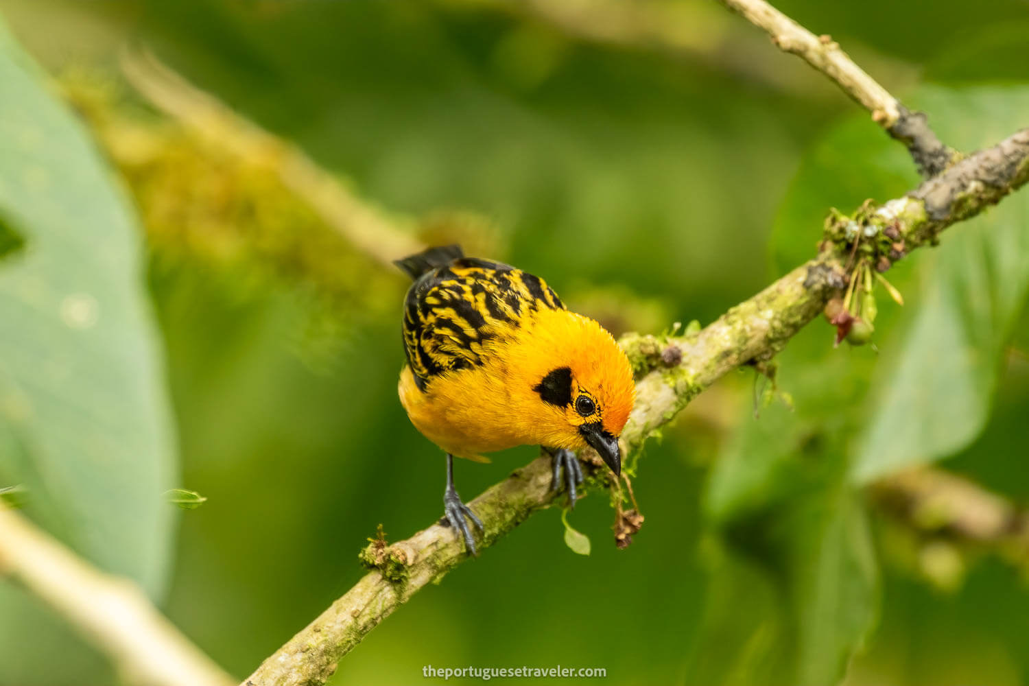 A Golden Tanager on the Birdwatching Tour in Mindo, Ecuador