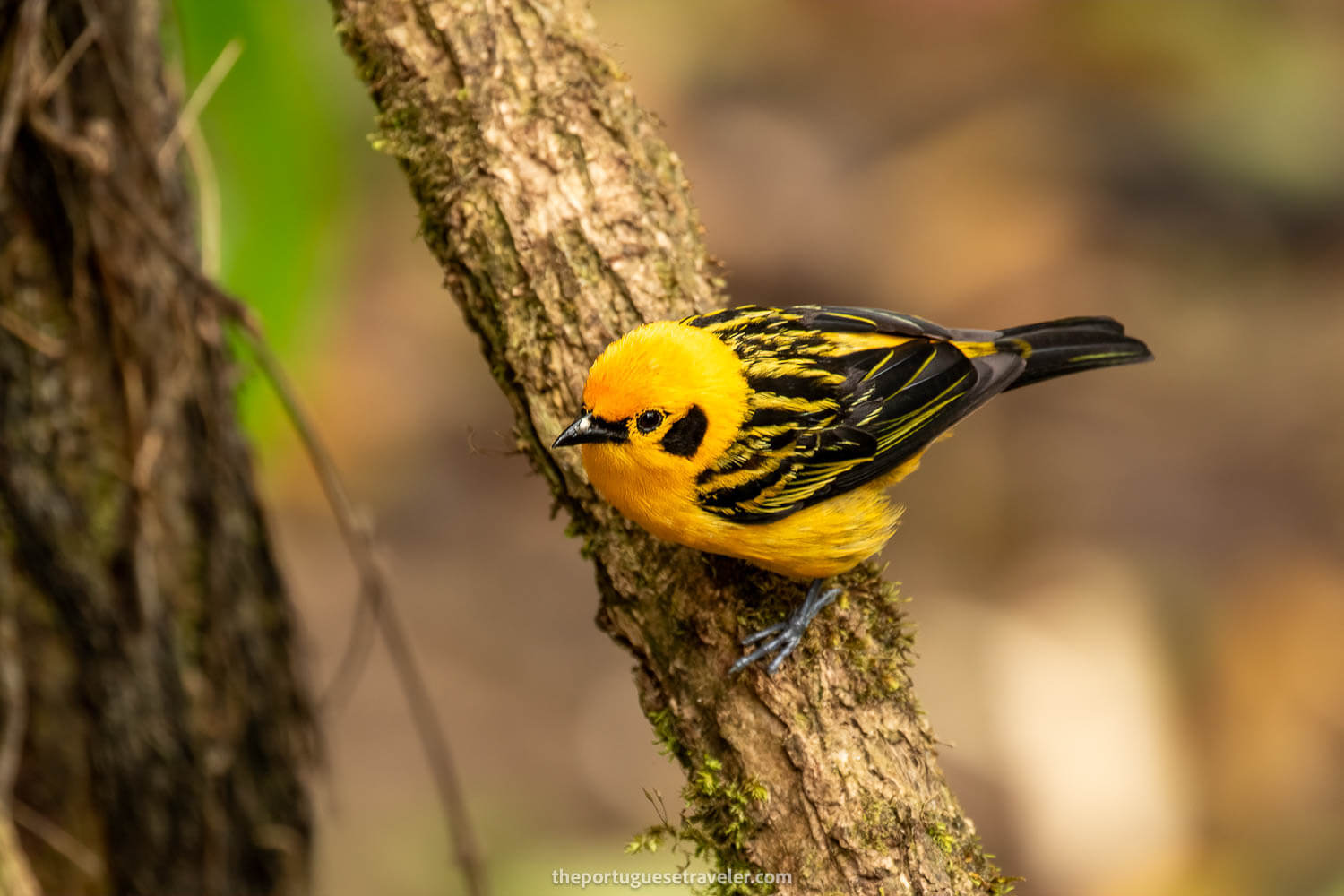 A Golden Tanager on the Birdwatching Tour in Mindo