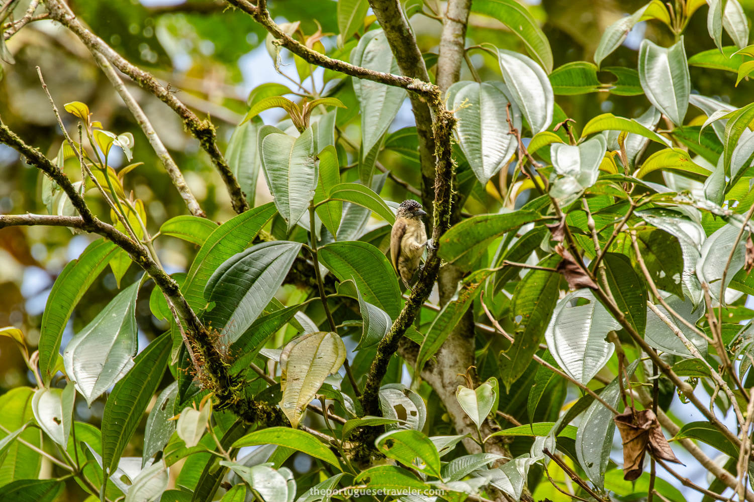 A Greyish Piculet on the Birdwatching Tour in Mindo