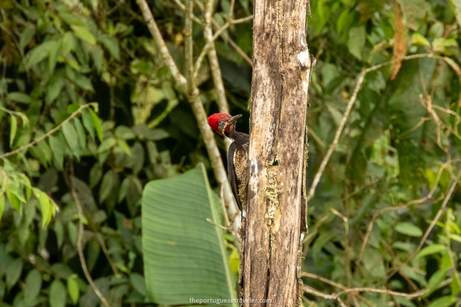 A Lineated Woodpecker