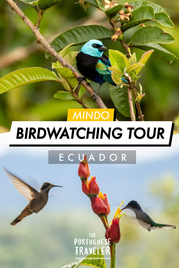 Mindo Birdwatching Tour