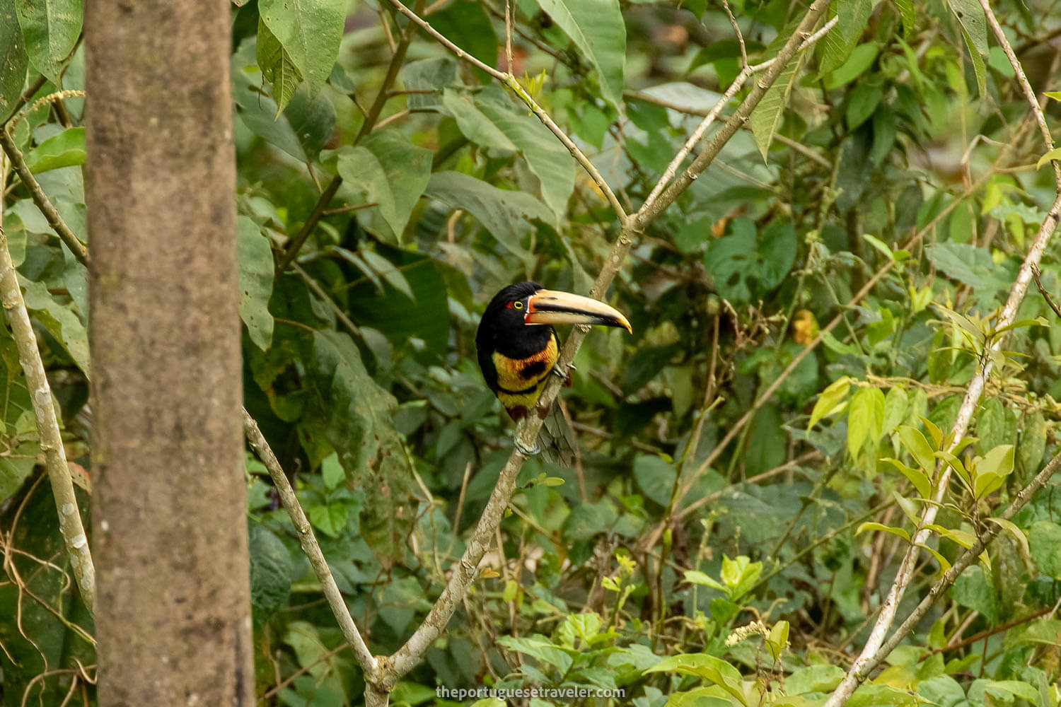 A Pale Mandibled Aracari Toucan on the Birdwatching Tour in Mindo