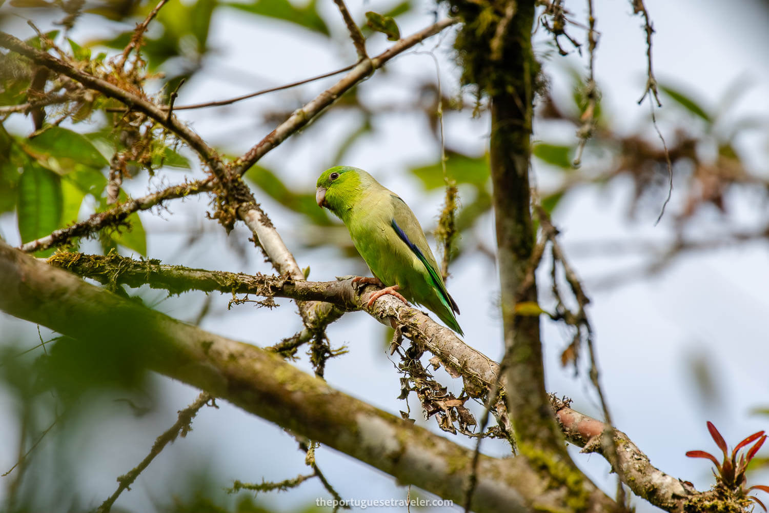 A Parrotlet on the Birdwatching Tour in Mindo