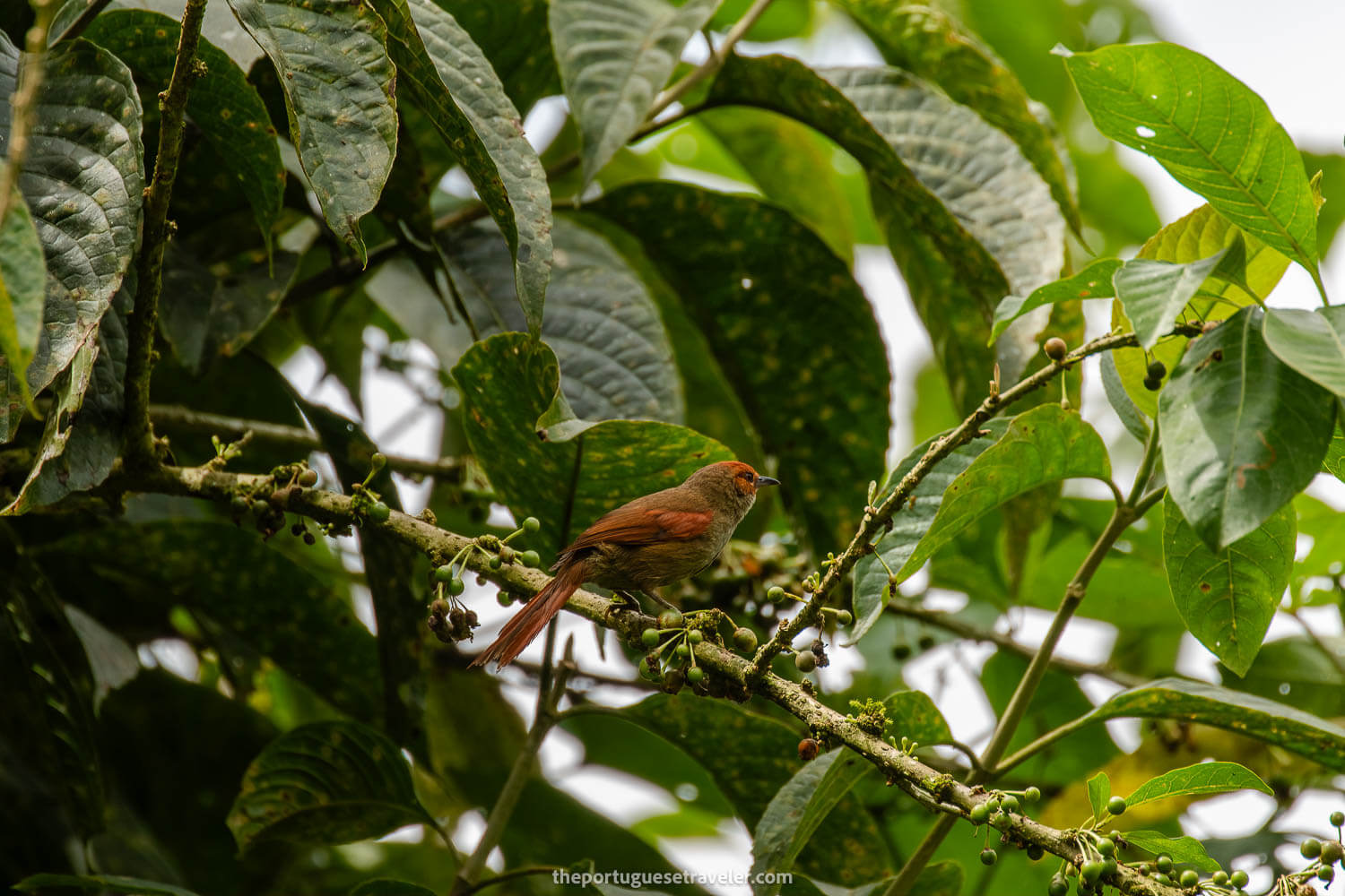 A Red Faced Spinetail