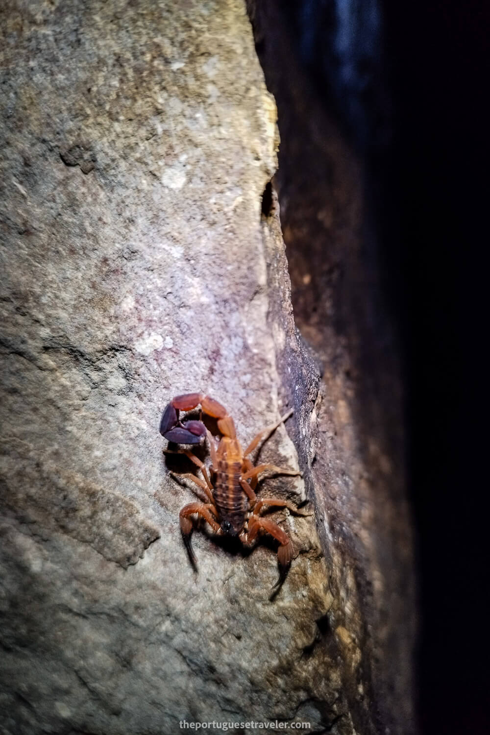 A scorpion inside the cave