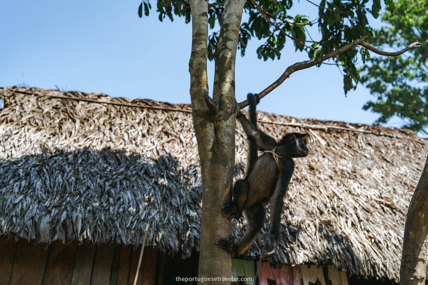 Pancho a spider monkey at the Shuar community, on the Cueva de Los Tayos expedition.