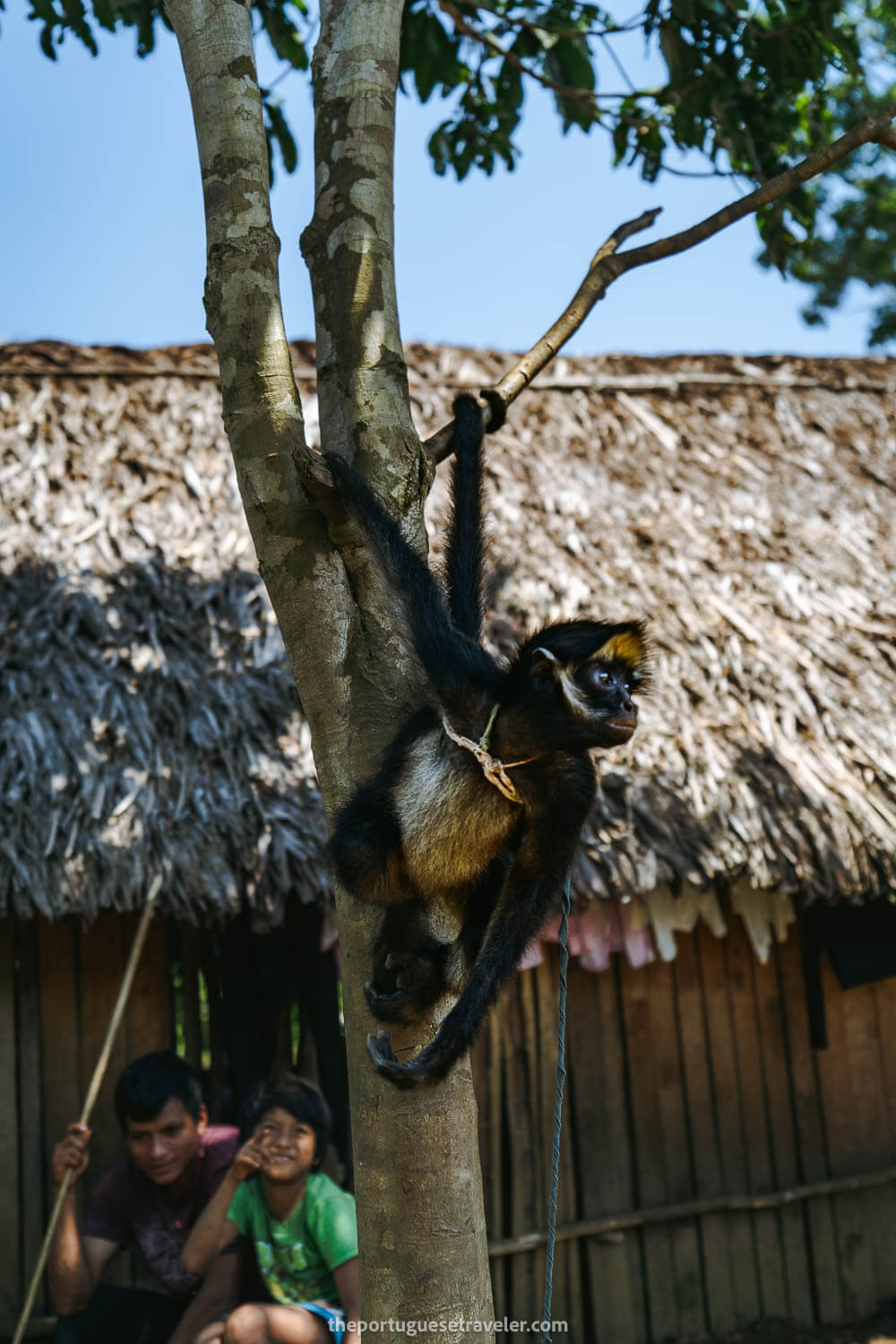 Pancho the spider monkey