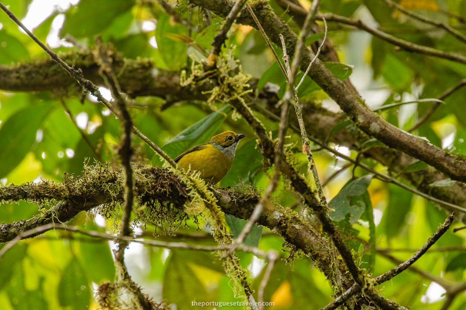 A Silver Throated Tanager on the Birdwatching Tour in Mindo
