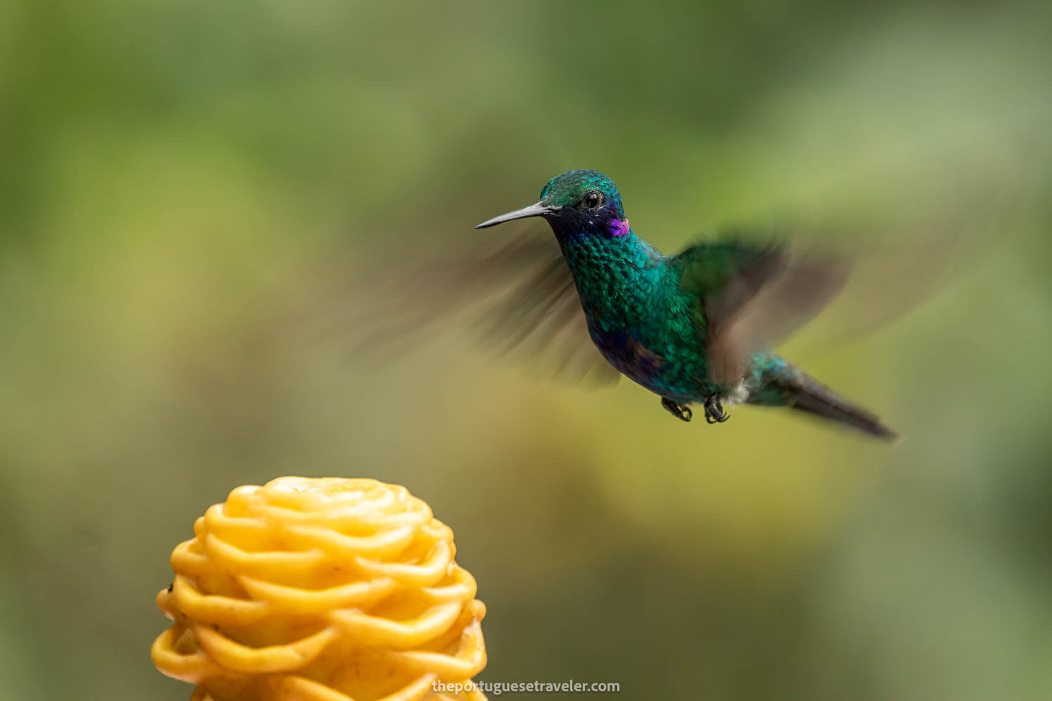 A Sparkling Violetear Hummingbird on the Birdwatching Tour in Mindo