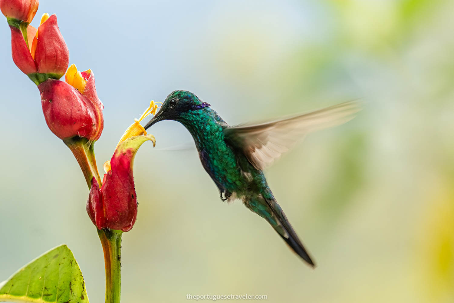 A Sparkling Violetear Hummingbird on the Birdwatching Tour in Mindo