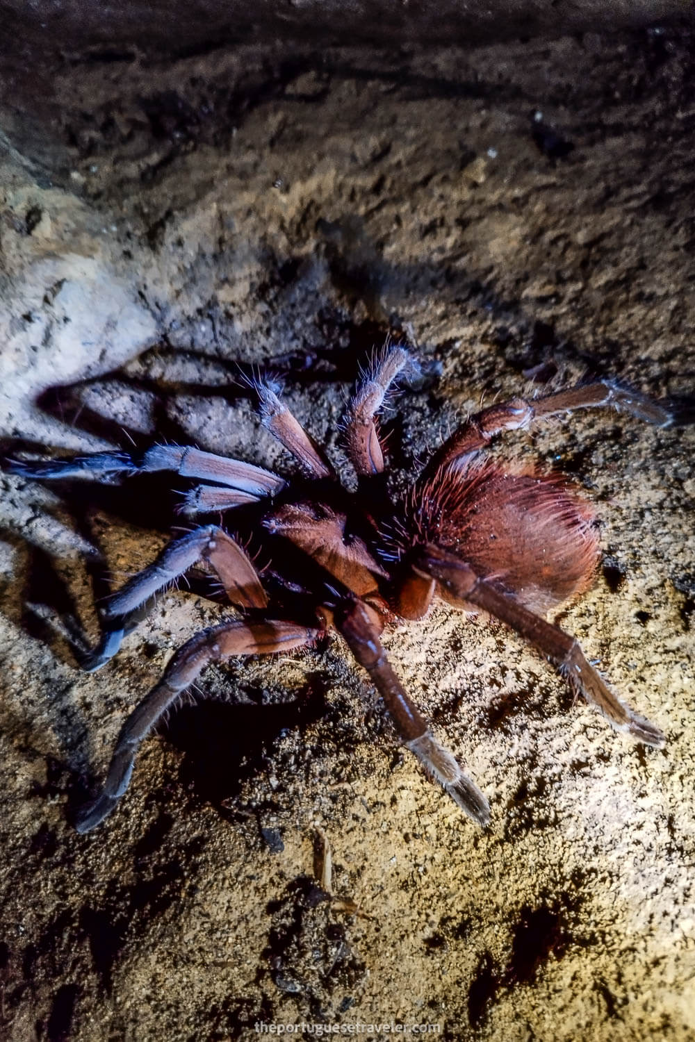 A cute tarantula inside the cave