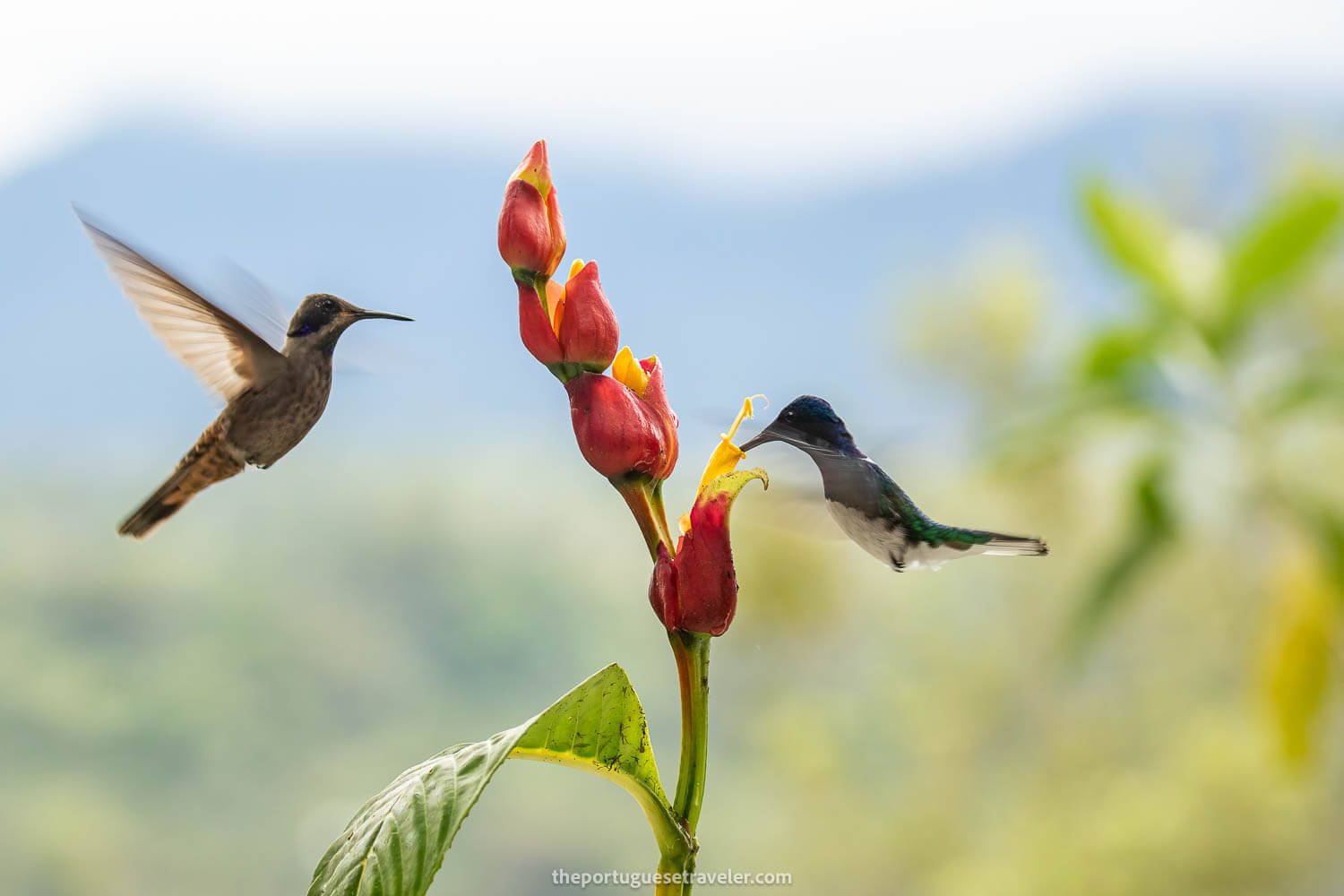 A Brown Violetear and a Male White Necked Jacobin Hummingbird