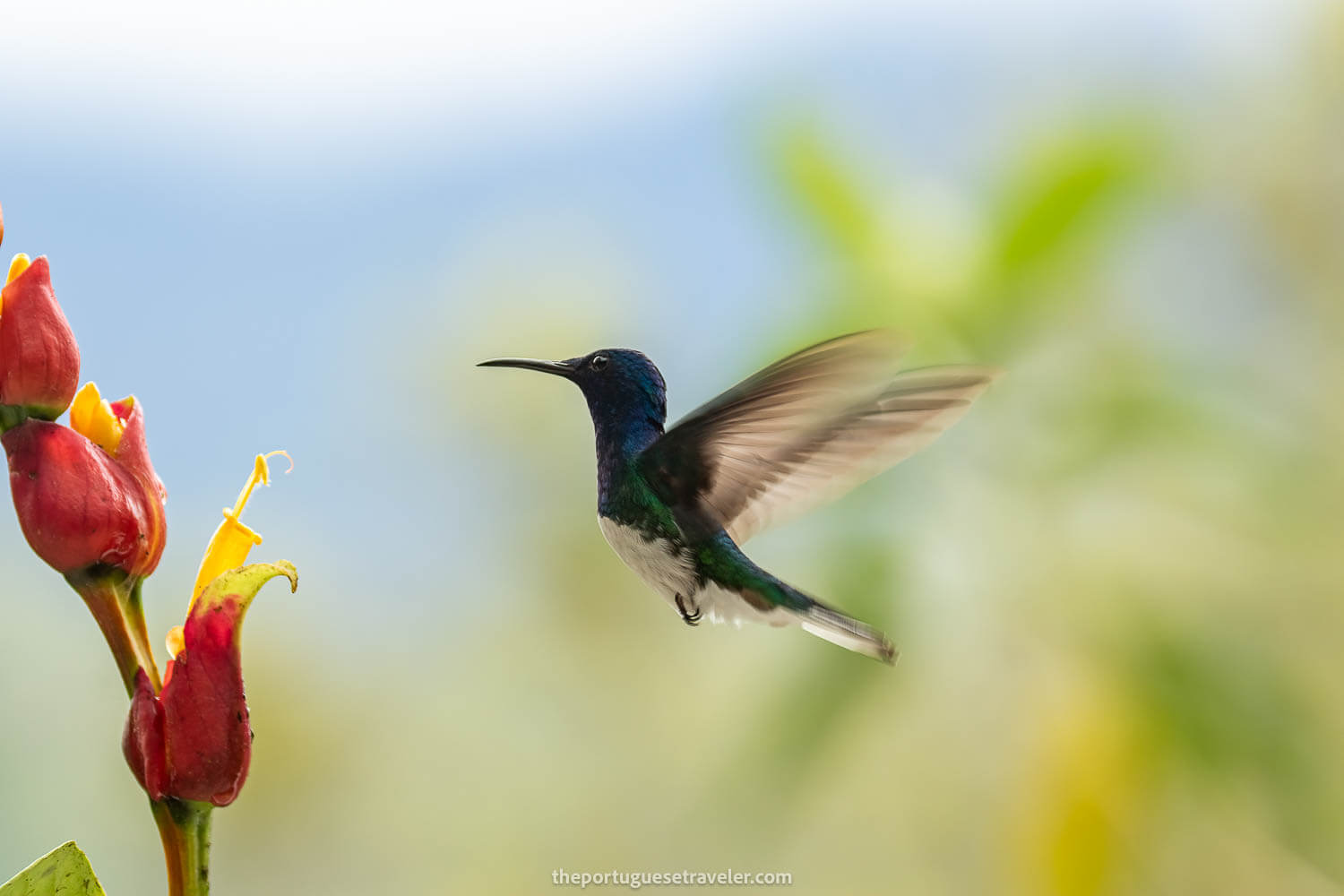 A Male White Necked Jacobin Hummingbird on the Birdwatching Tour in Mindo