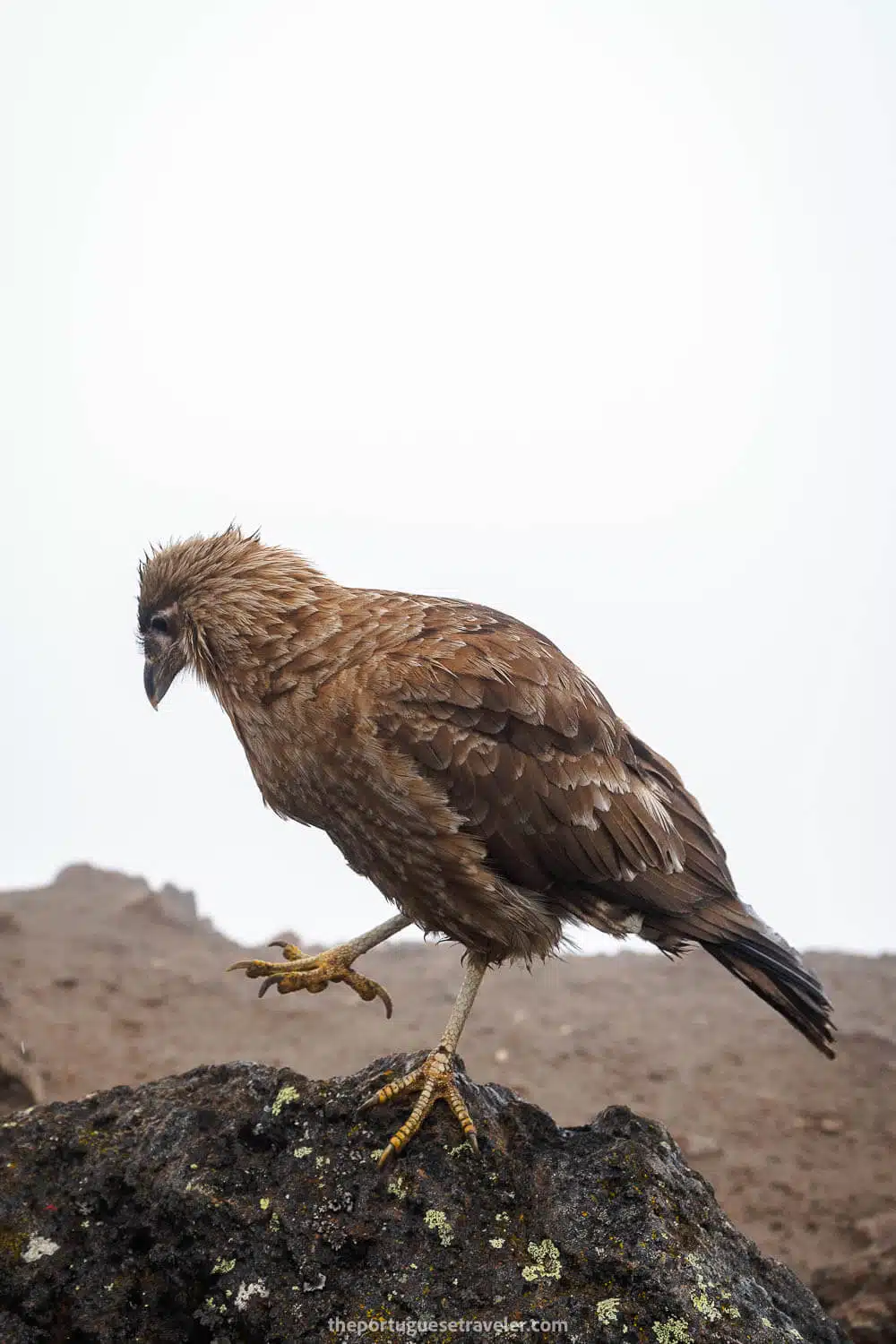 A Caracara (Curiquingue) at Rucu Pichincha Volcano's Summit