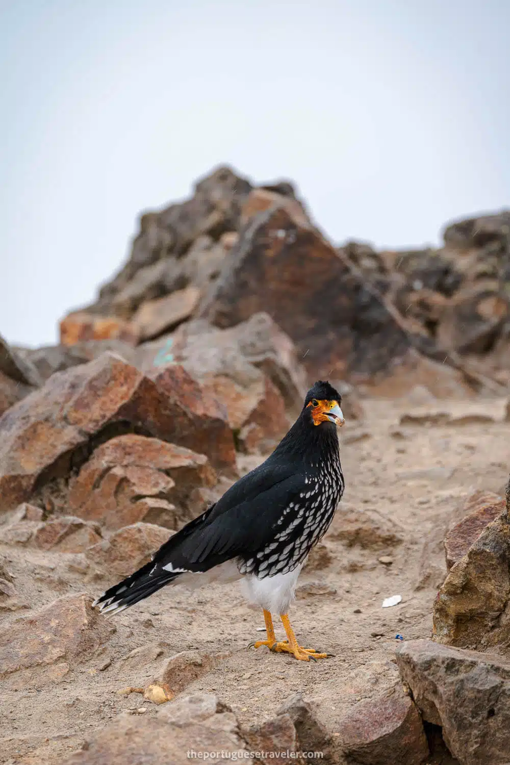 A second type of Caracara (Curiquingue) at Rucu Pichincha Volcano's Summit